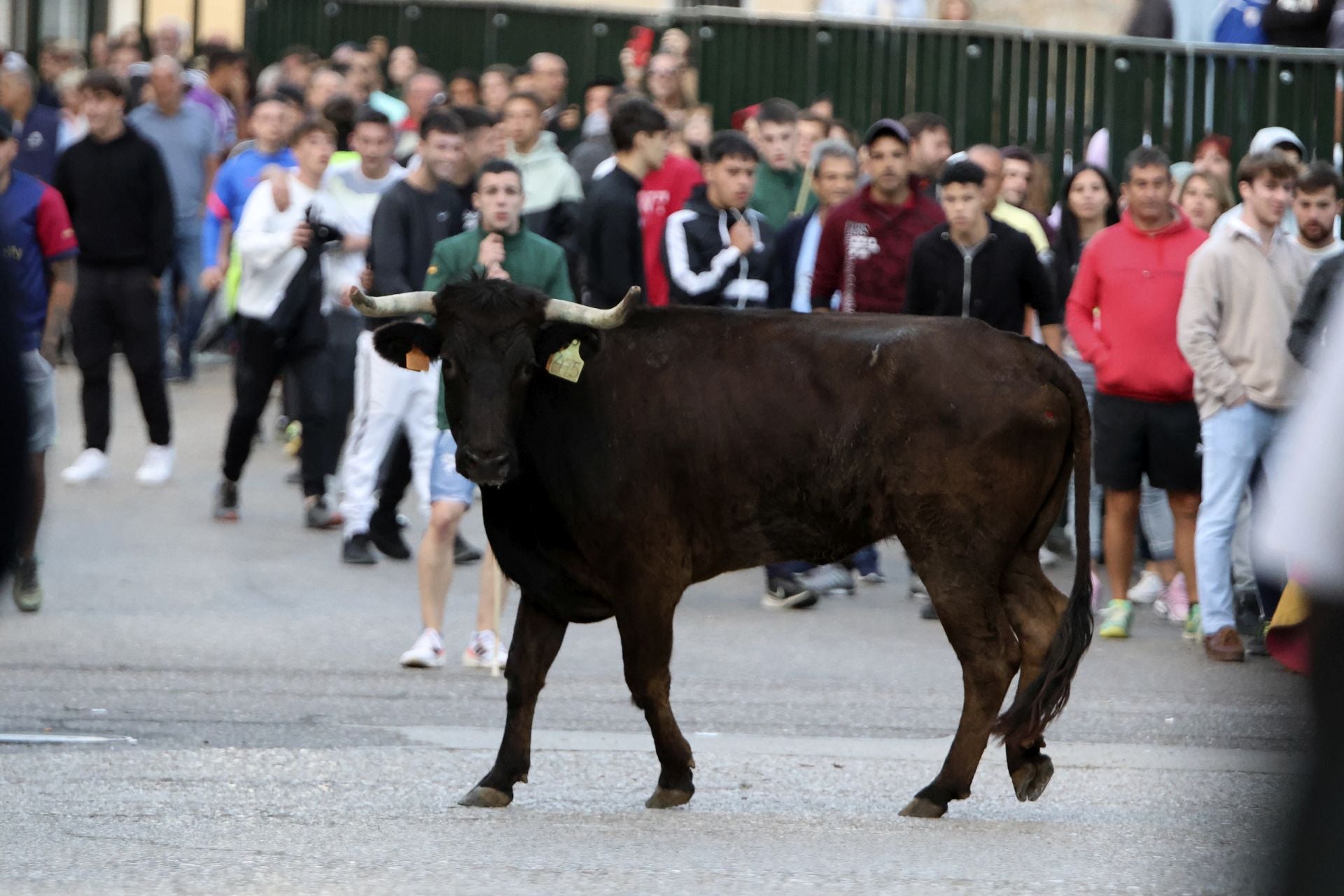 Las imágenes del toro del Clarete en Cigales