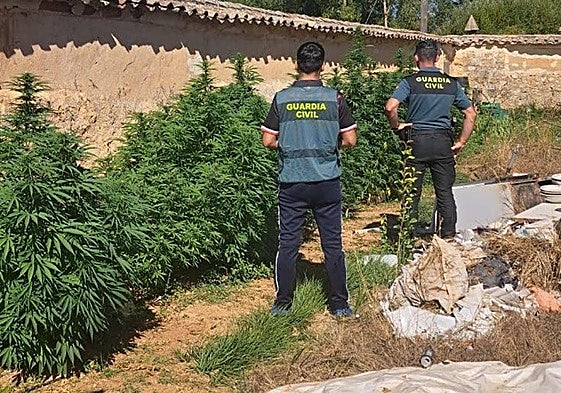 Intervenidas 32 plantas marihuana de gran tamaño en Olmos de Ojeda