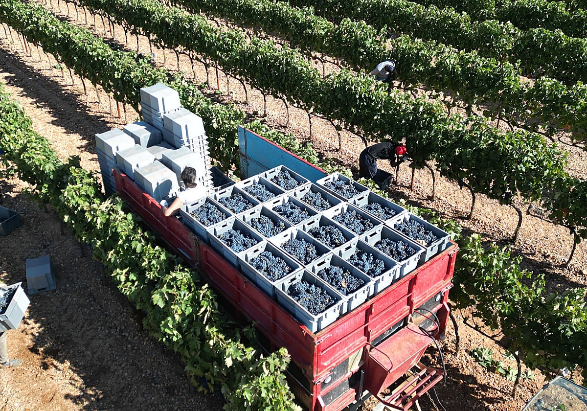 Vendimia en Ribera del Duero.