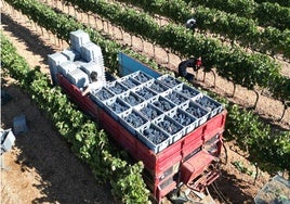 Vendimia en Ribera del Duero.