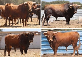 Astados de la ganadería de Sánchez Urbina que se lidiarán en el festejo.