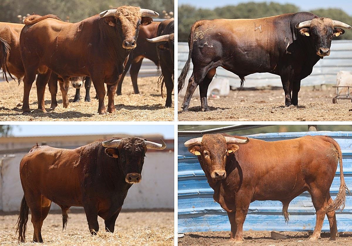 Astados de la ganadería de Sánchez Urbina que se lidiarán en el festejo.