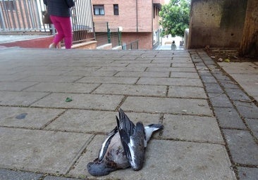 Aparecen palomas muertas en Valladolid: «No tenemos ningún aviso de gripe aviar»