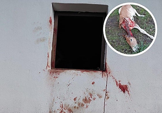 Imagen de una de las ventanas por donde accedió el oso a la explotación en Caboalles de Abajo; acompañado de la imagen de un potro atacado por el mismo animal.