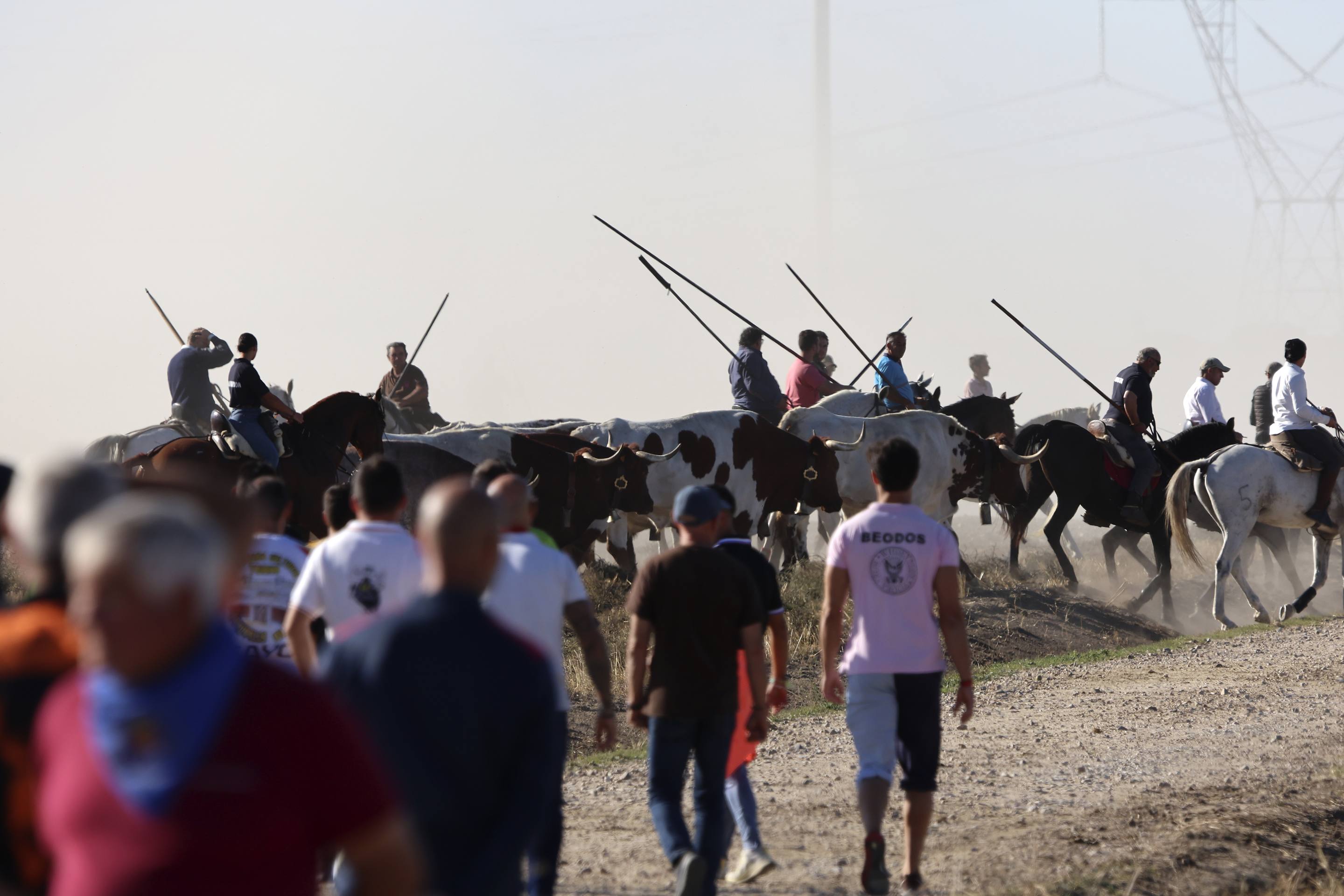Las imágenes del encierro en Olmedo