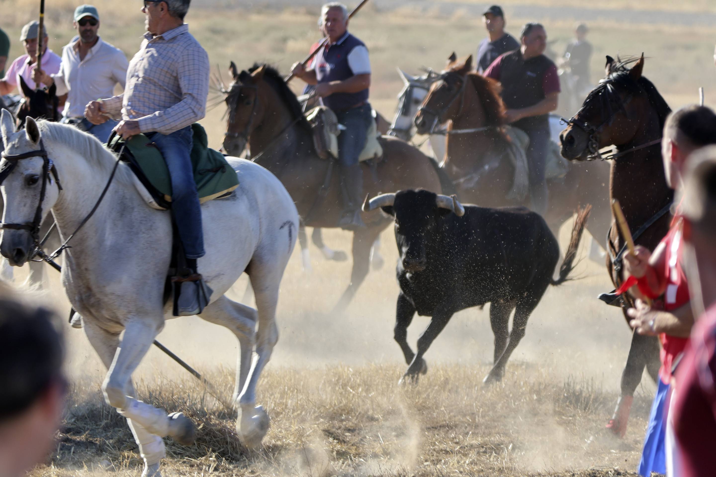 Las imágenes del encierro en Olmedo