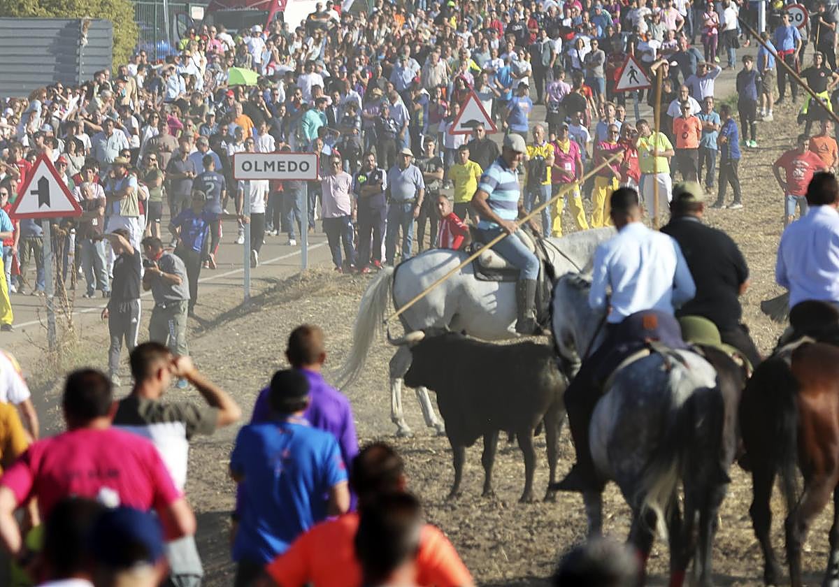 Una gran cantidad de personas, este jueves en el primer encierro de Olmedo.
