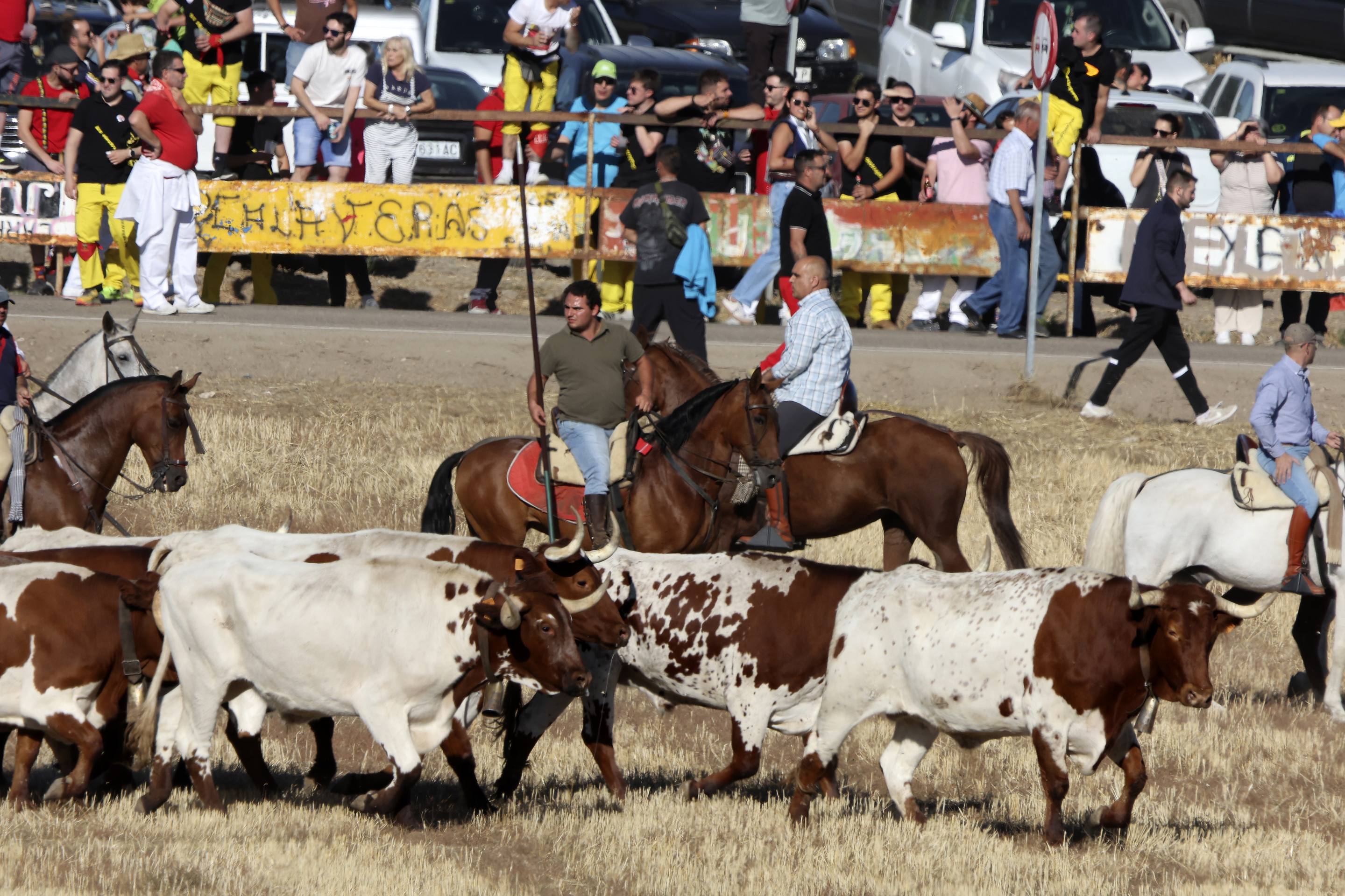 Las imágenes del encierro en Olmedo