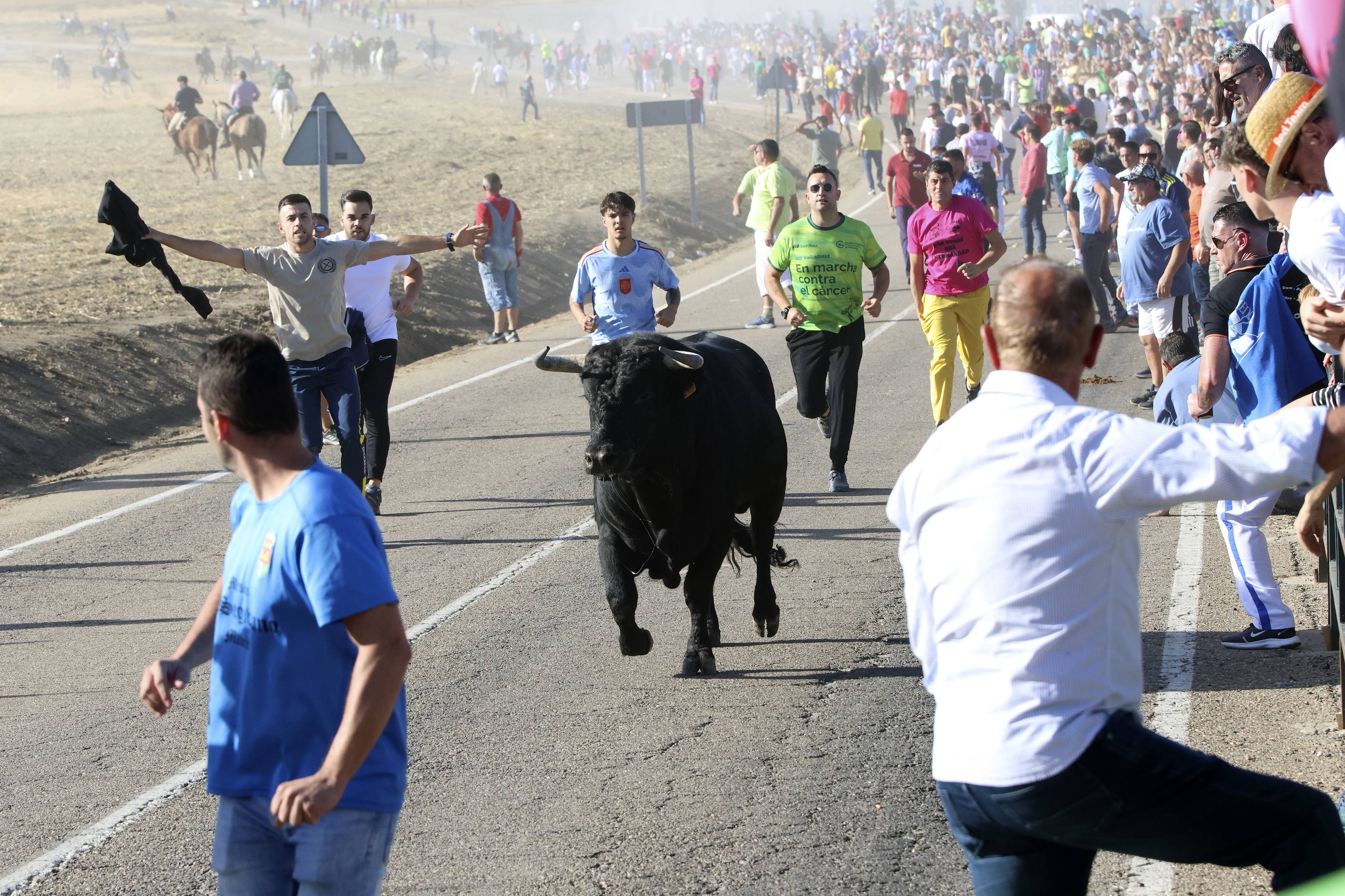 Las imágenes del encierro en Olmedo