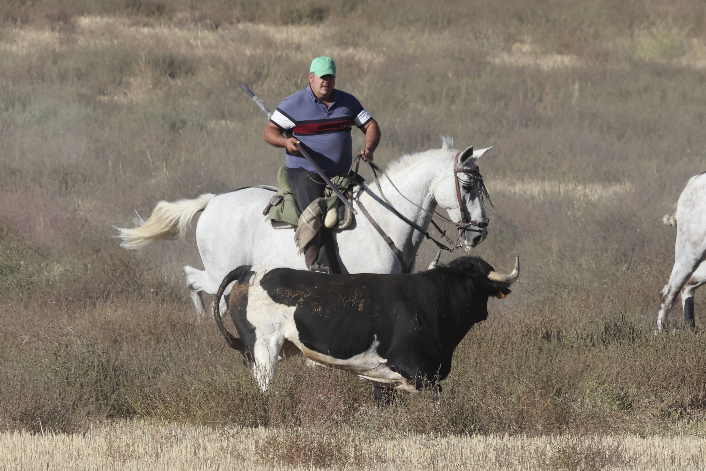 El encierro en Olmedo, en imágenes
