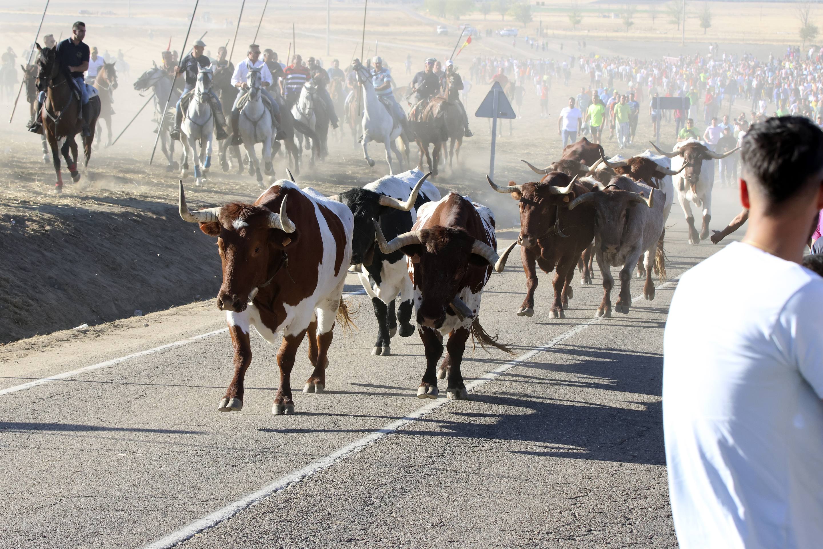 El encierro en Olmedo, en imágenes