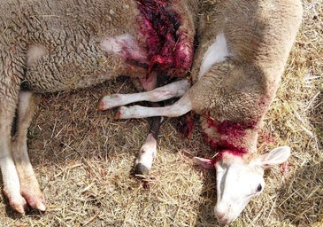 Preocupación en Laciana: los osos llevan la tensión al límite en la comarca