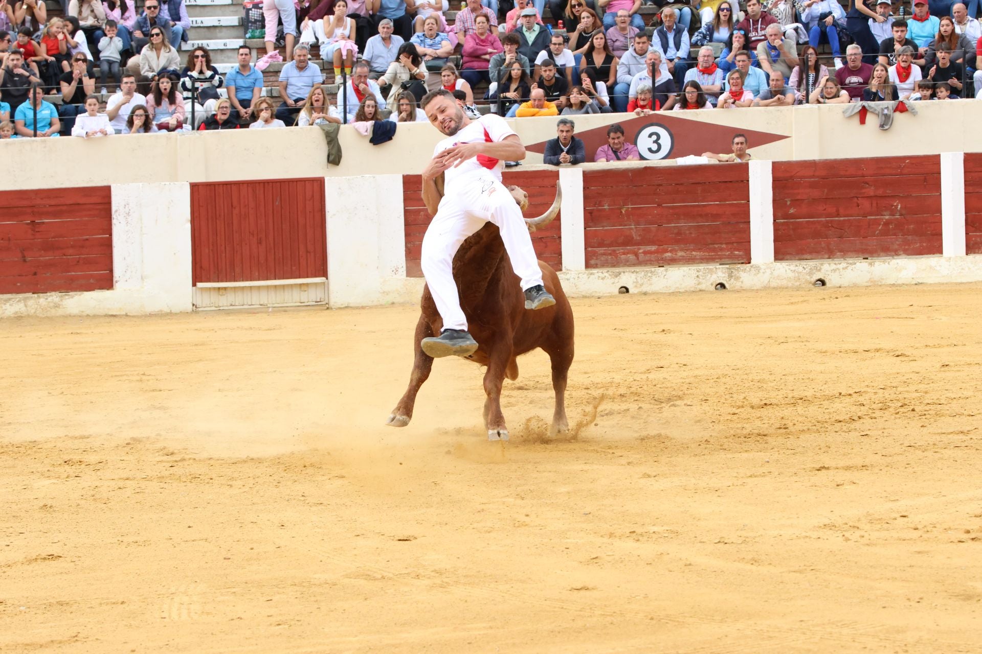 Fotografías del concurso de cortes celebrado en Olmedo