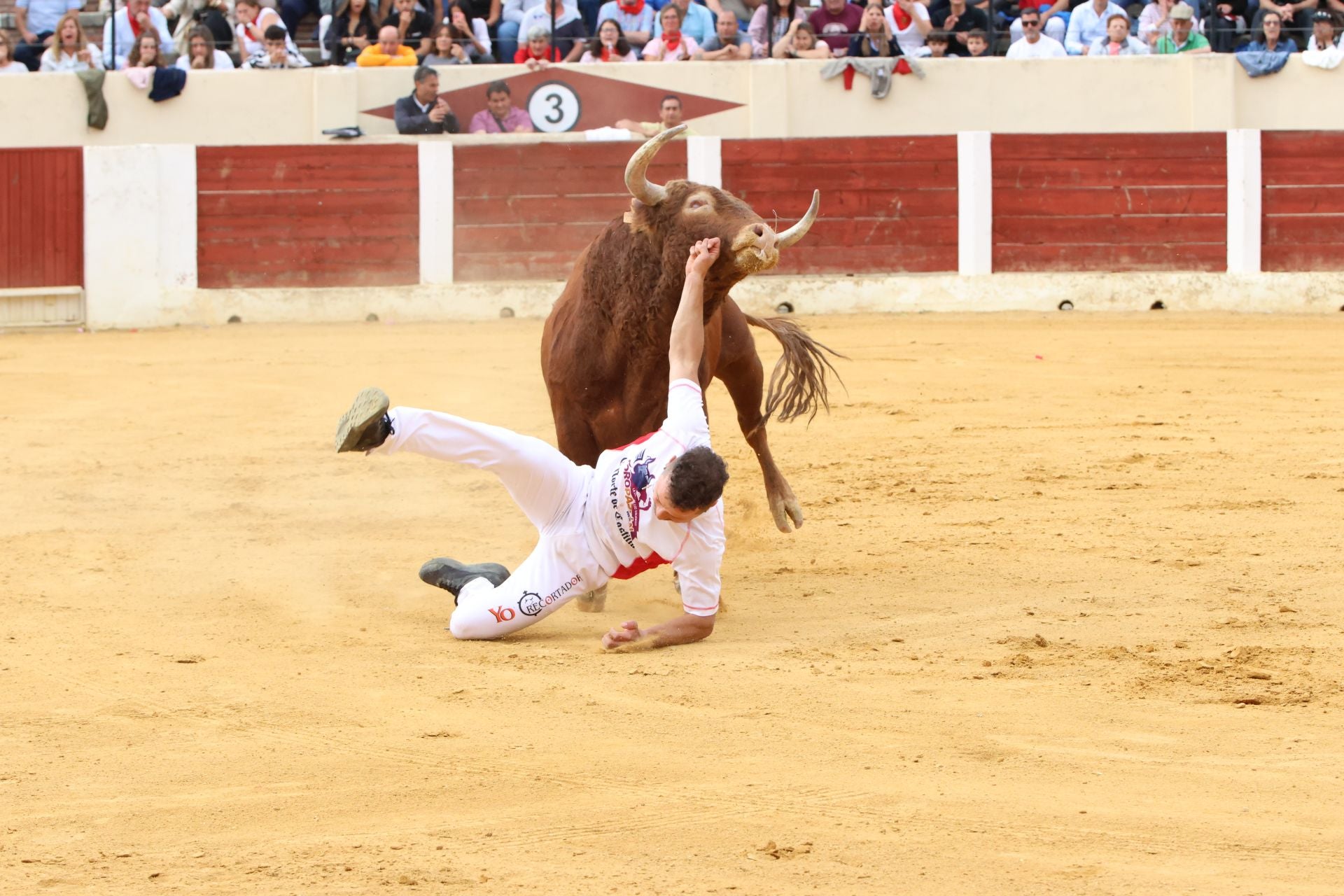 Fotografías del concurso de cortes celebrado en Olmedo