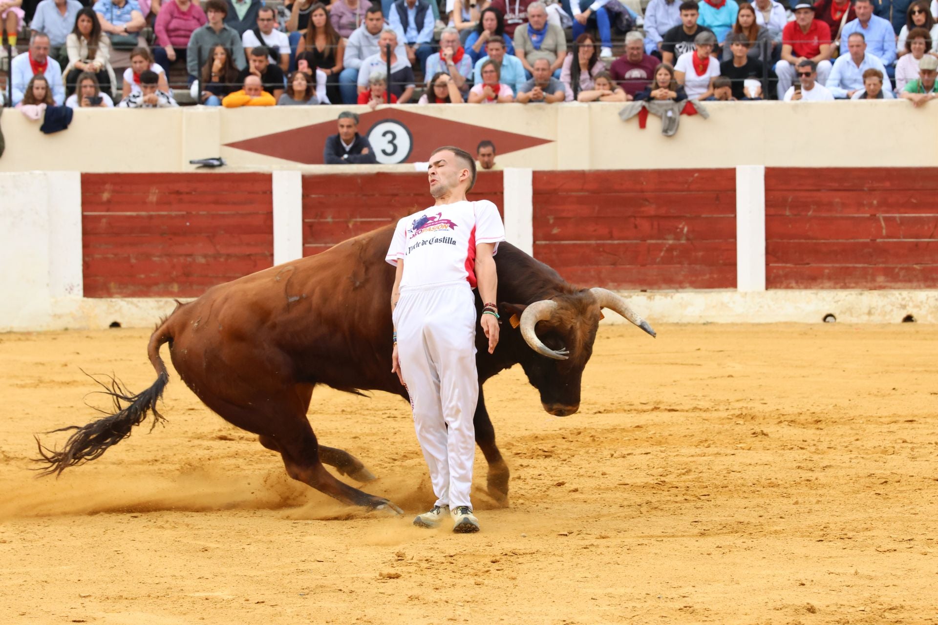 Fotografías del concurso de cortes celebrado en Olmedo