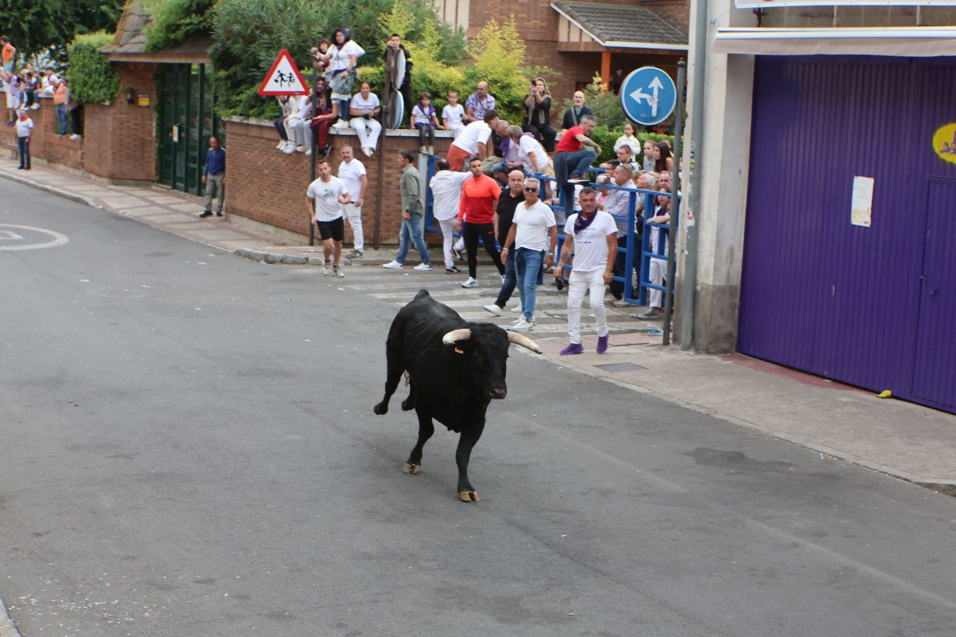 Las imágenes del encierro urbano celebrado en Íscar