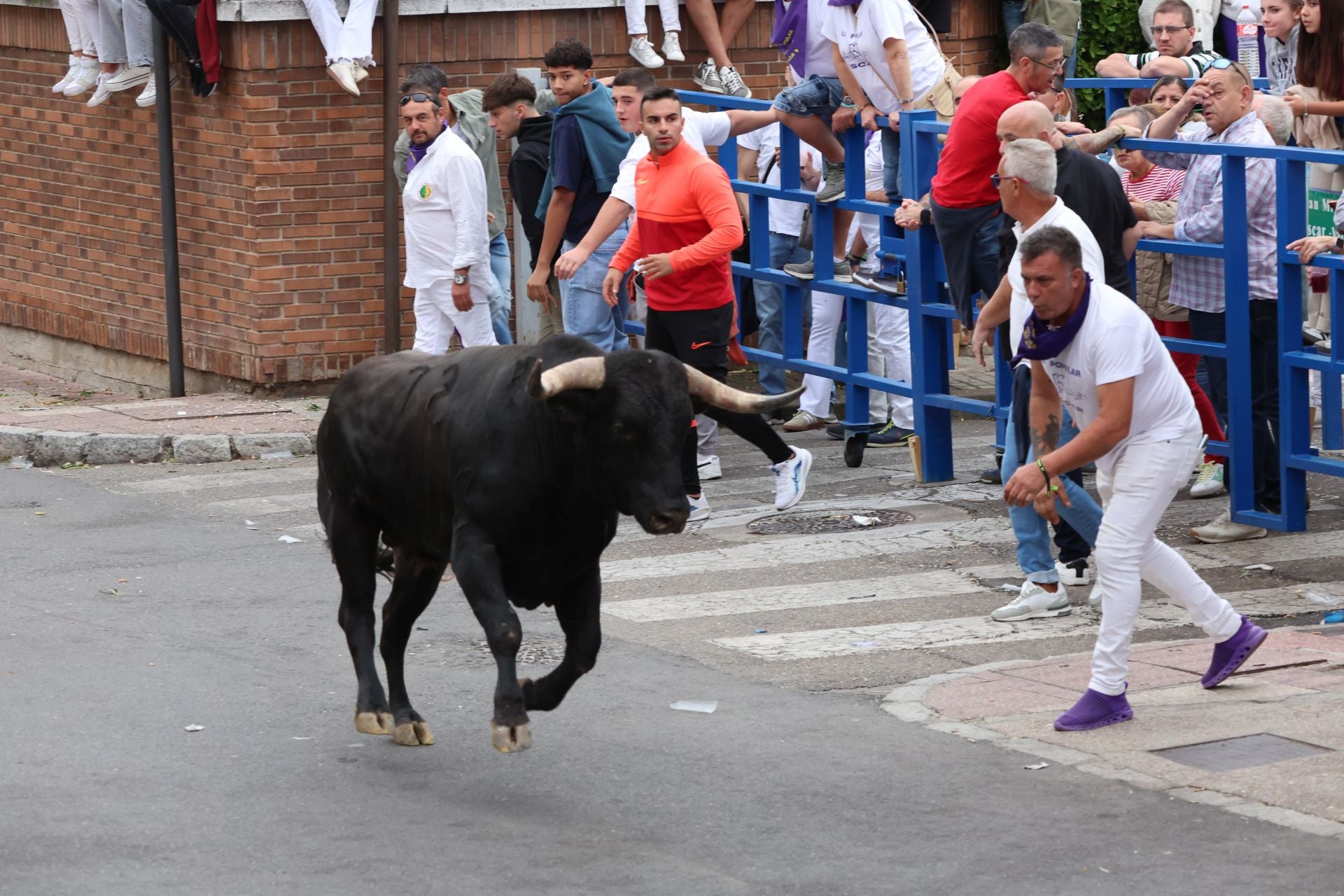 Las imágenes del encierro urbano celebrado en Íscar