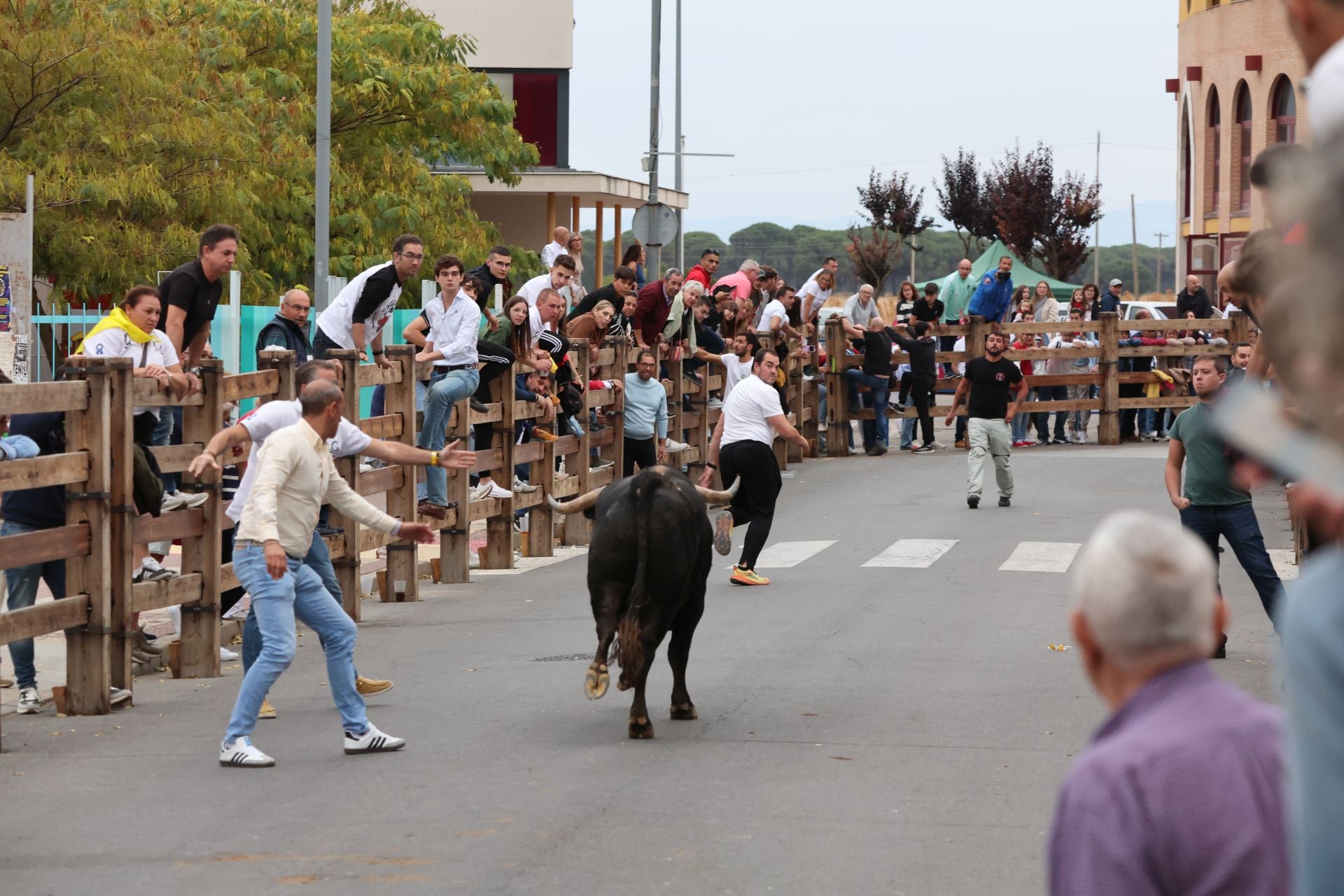 Las imágenes del encierro urbano celebrado en Íscar