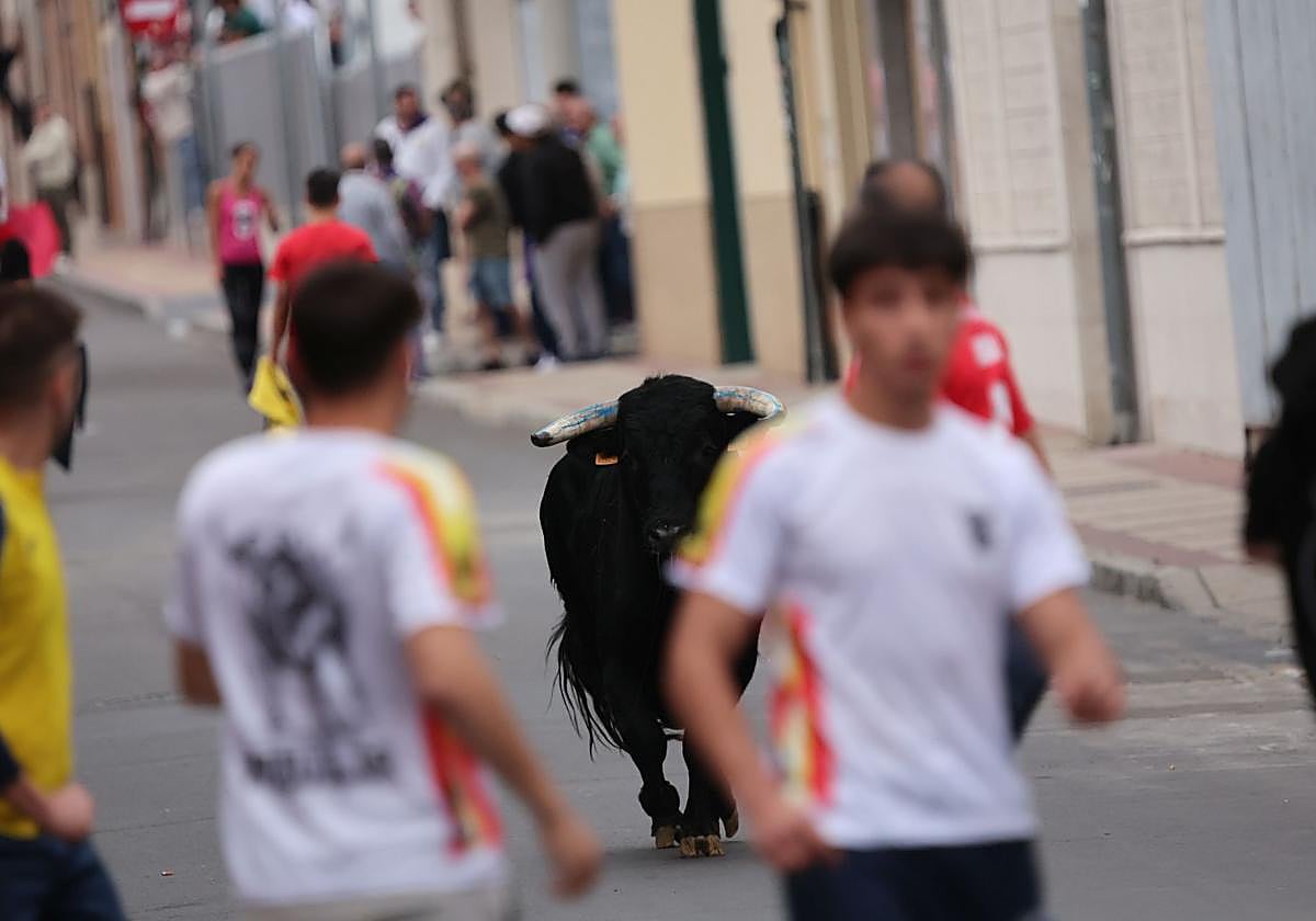 Las imágenes del encierro urbano celebrado en Íscar
