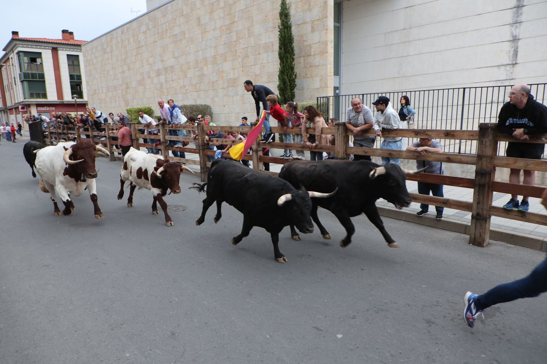 Las imágenes del encierro urbano celebrado en Íscar