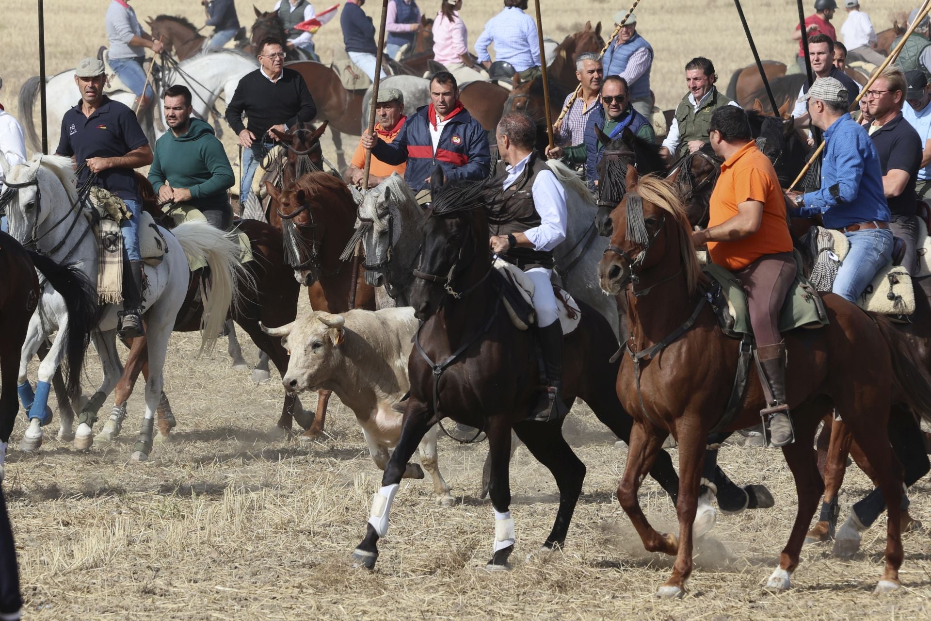 Encierro en Olmedo el sábado por la mañana