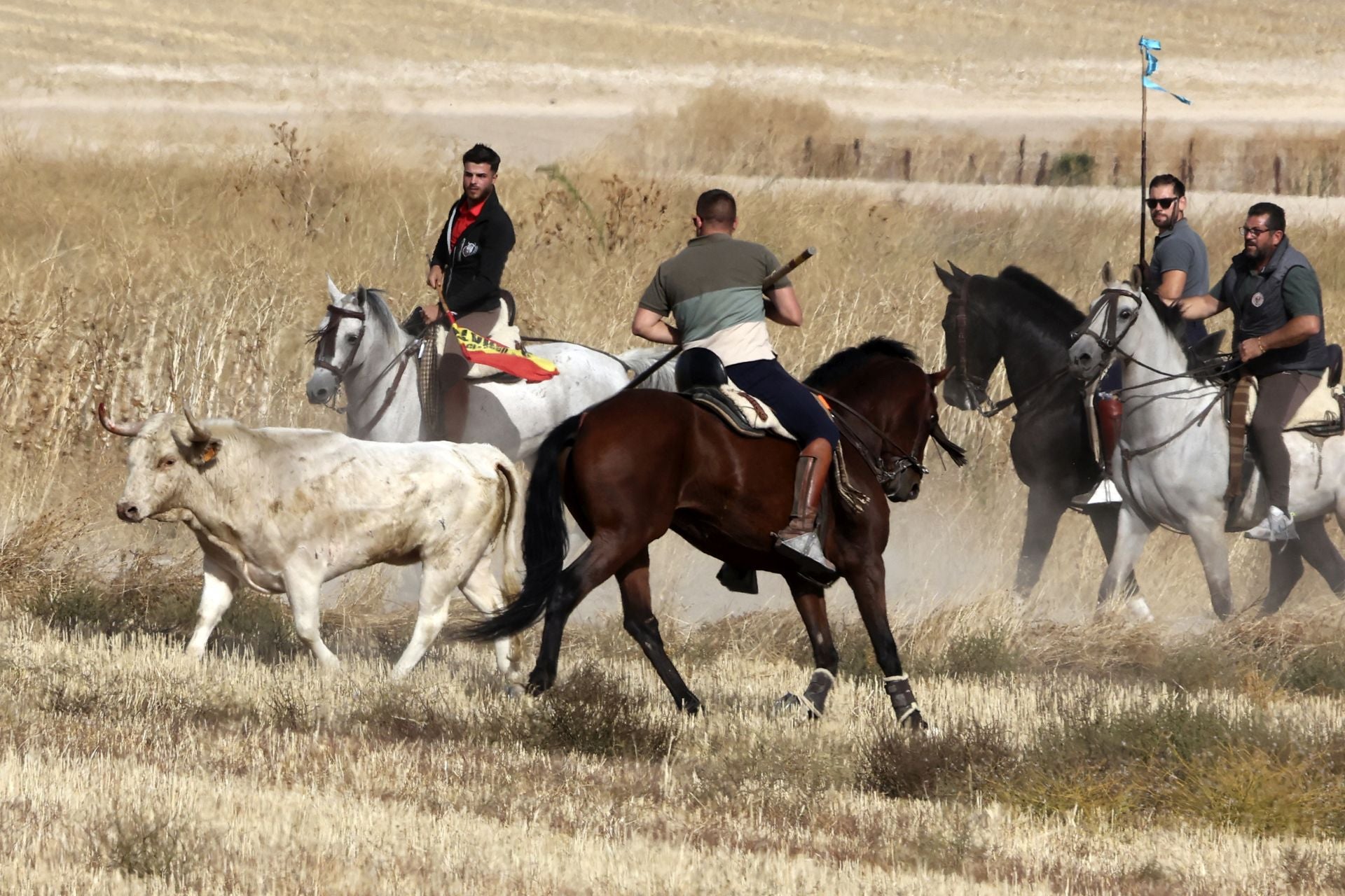 Encierro en Olmedo el sábado por la mañana