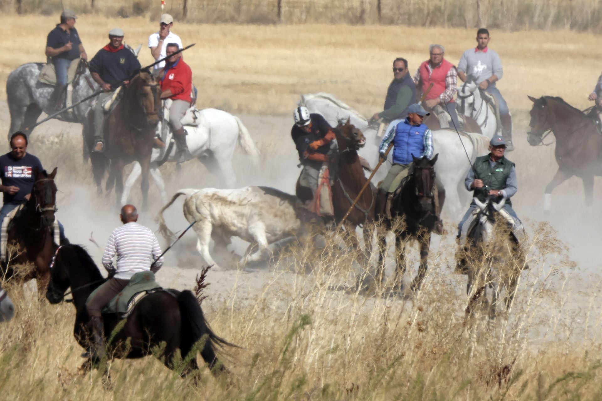 Encierro en Olmedo el sábado por la mañana