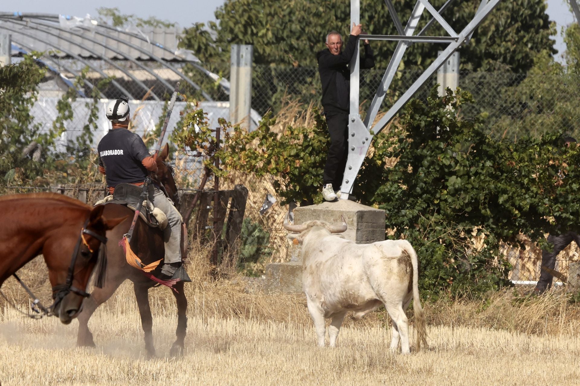 Encierro en Olmedo el sábado por la mañana