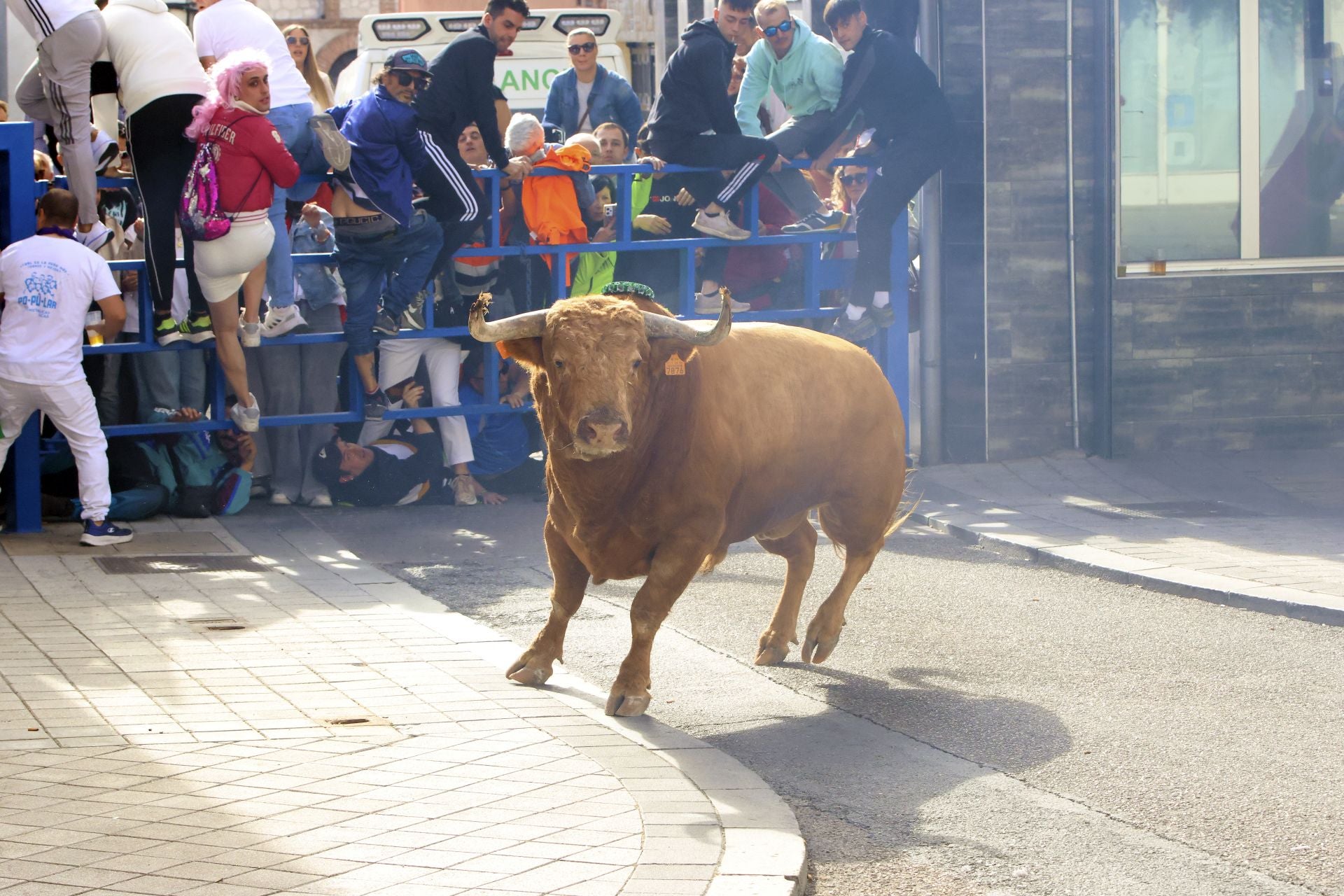 Toro del Cajón en Íscar