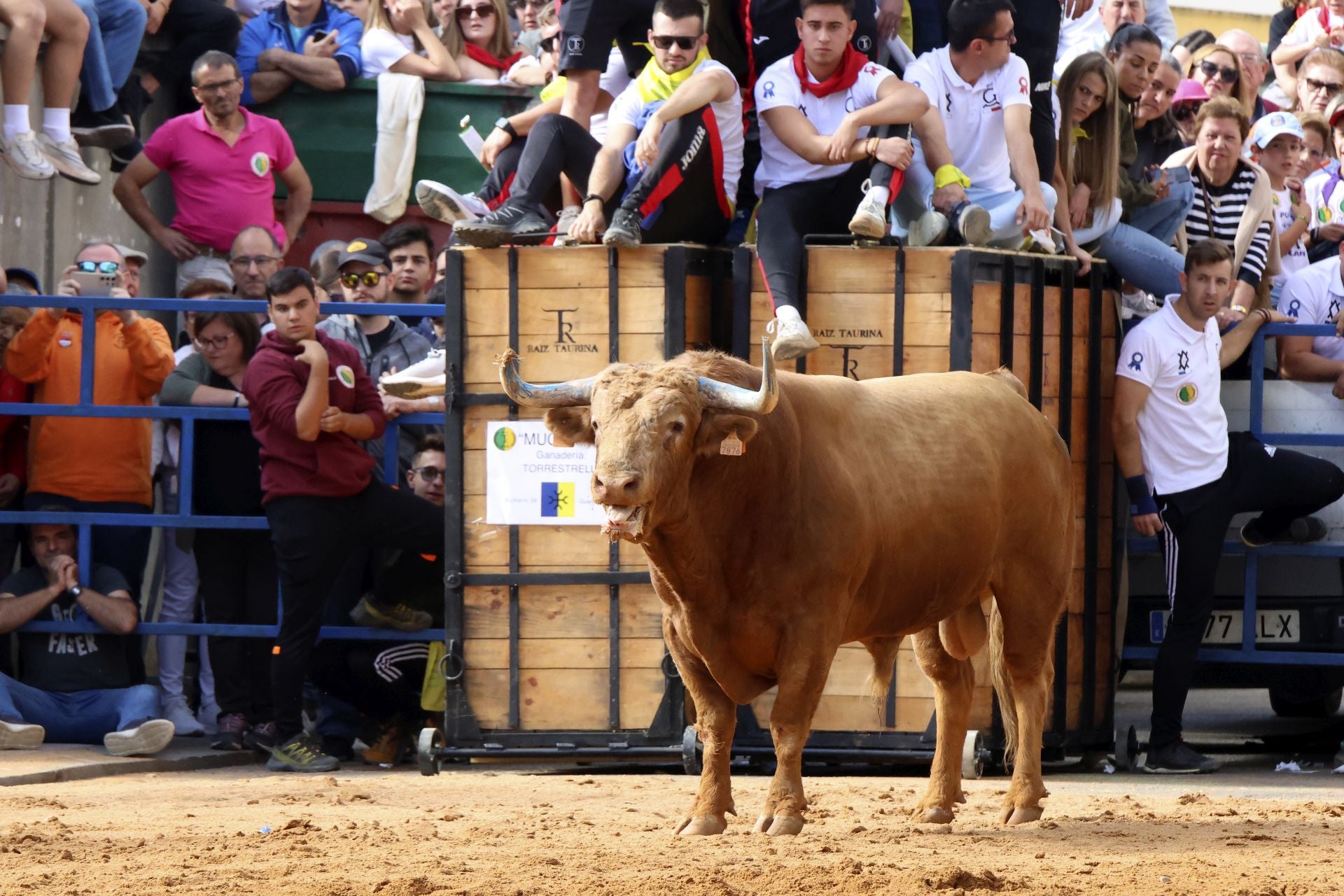 Toro del Cajón en Íscar