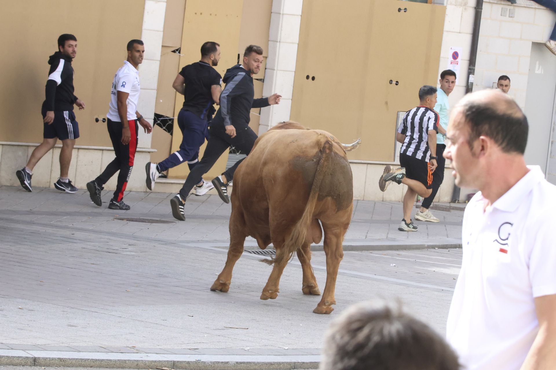 Toro del Cajón en Íscar