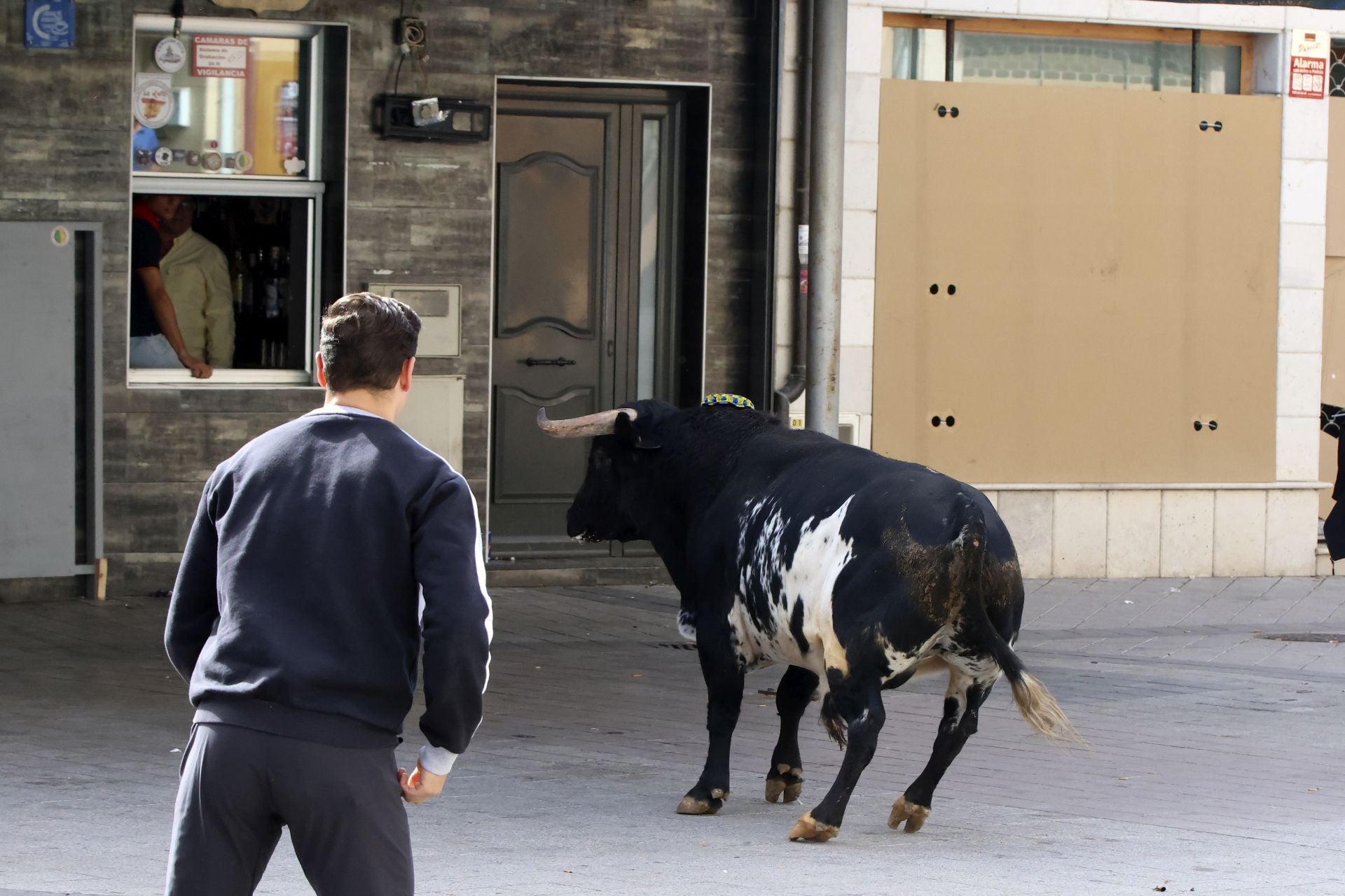 Toro del Cajón en Íscar