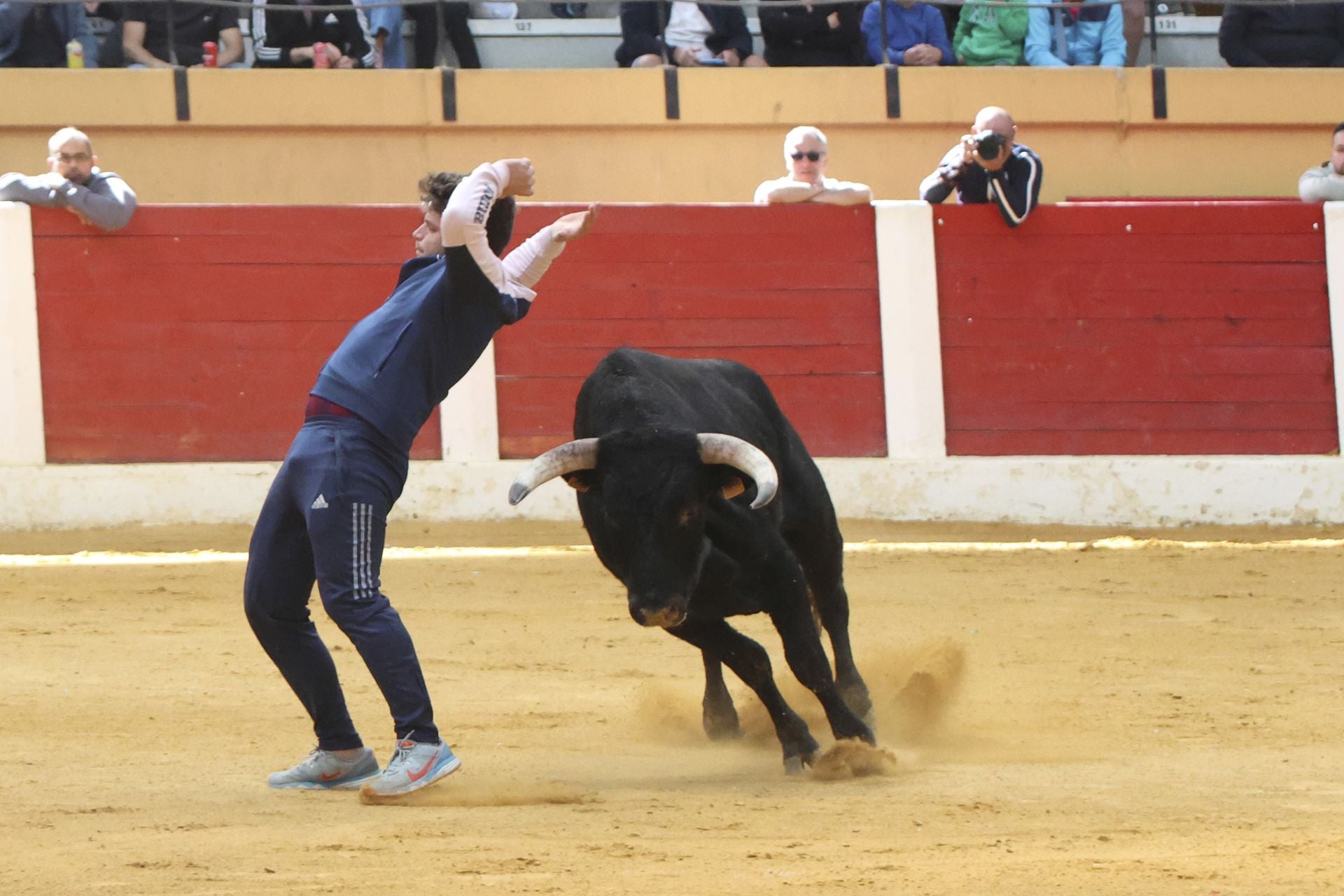 Toro del Cajón en Íscar