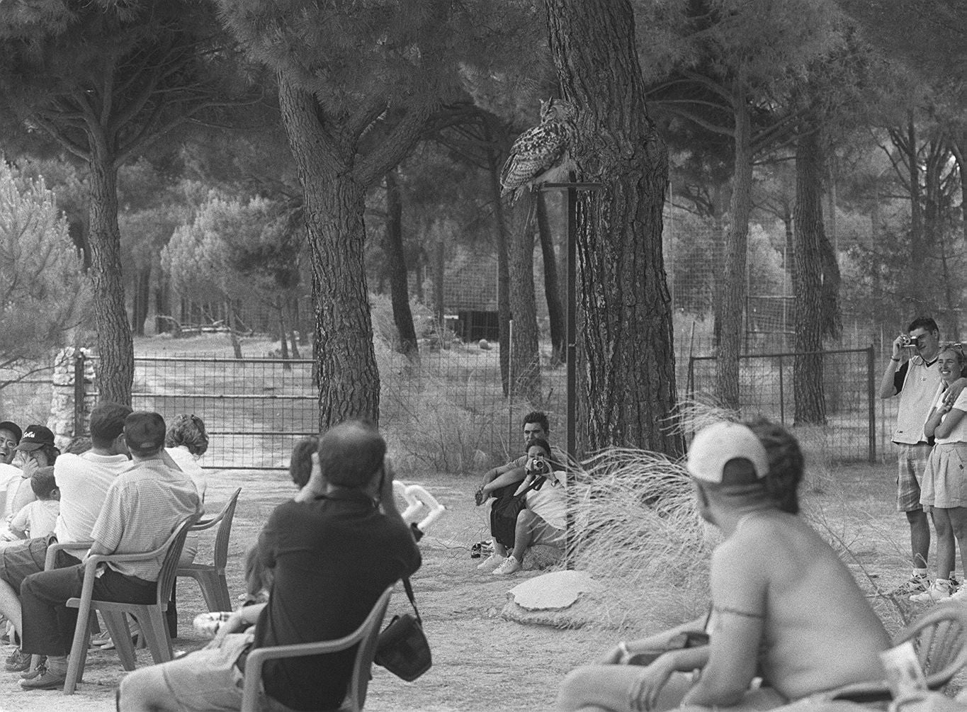 Exhibición del búho real en el parque de la naturaleza Valwo. 30 de junio de 1999.
