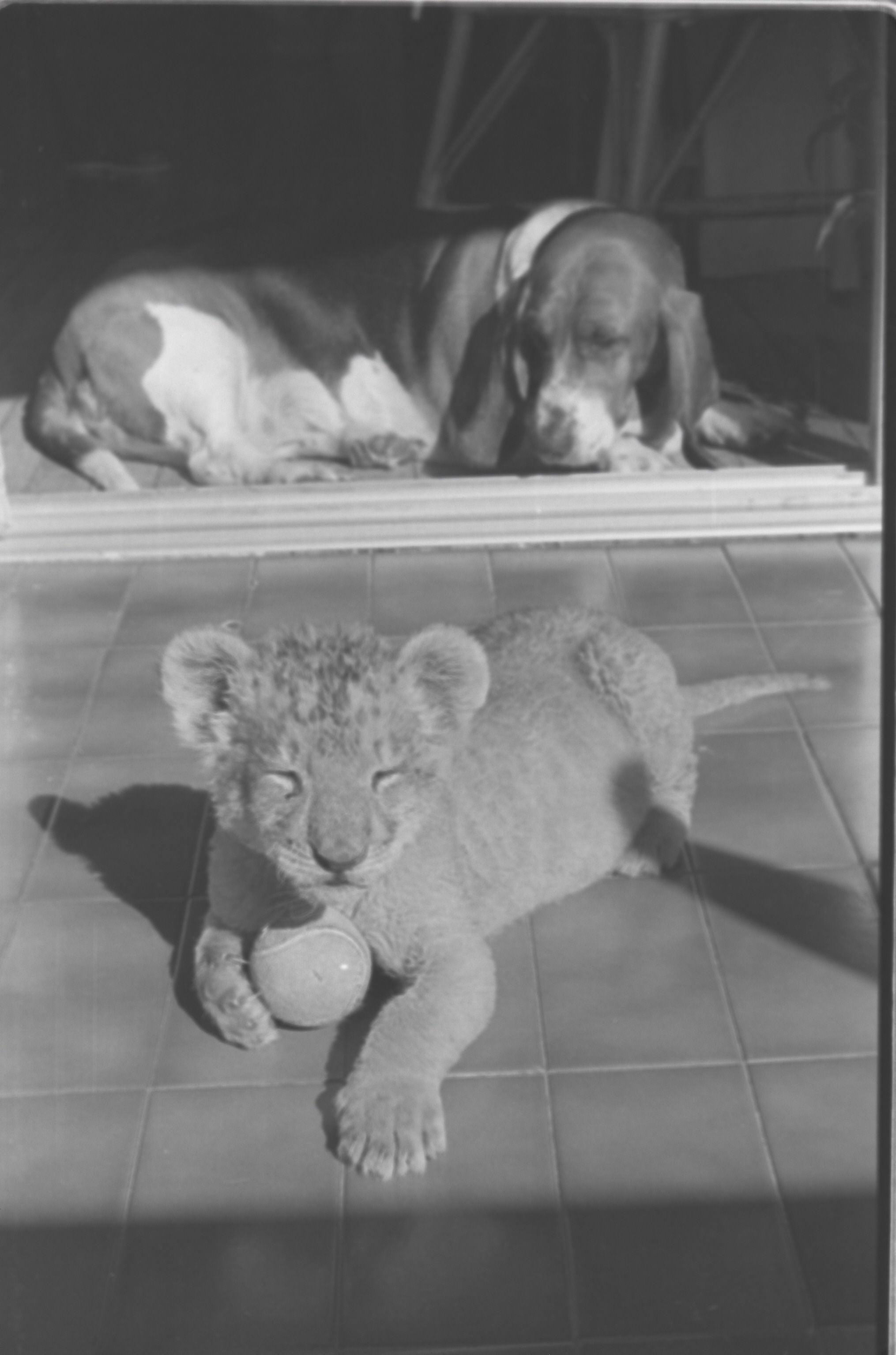 Primer león nacido en el zoológico de Matapozuelos, que vivió de cachorro con una familia hasta que se pudo aclimatar en perfectas condiciones al parque de la naturaleza. 19 de octubre de 1985.