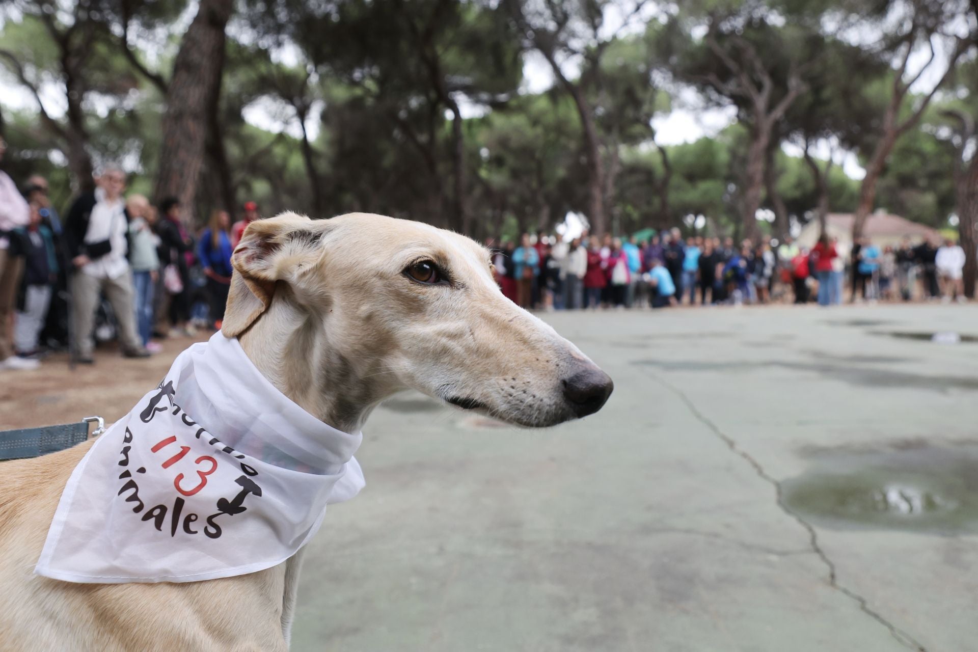 Las protectoras de animales de Valladolid organizan un desfile de perros