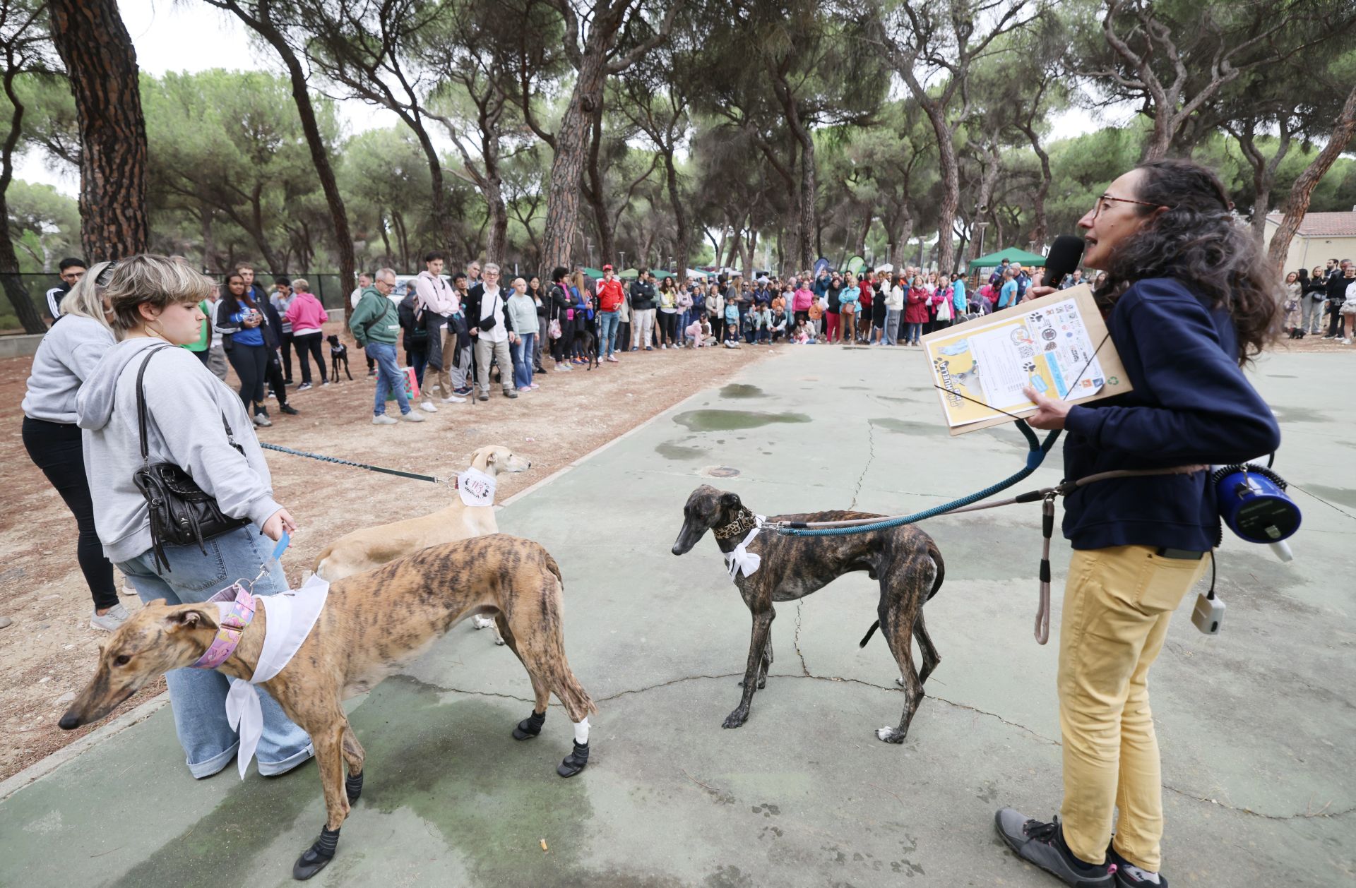 Las protectoras de animales de Valladolid organizan un desfile de perros