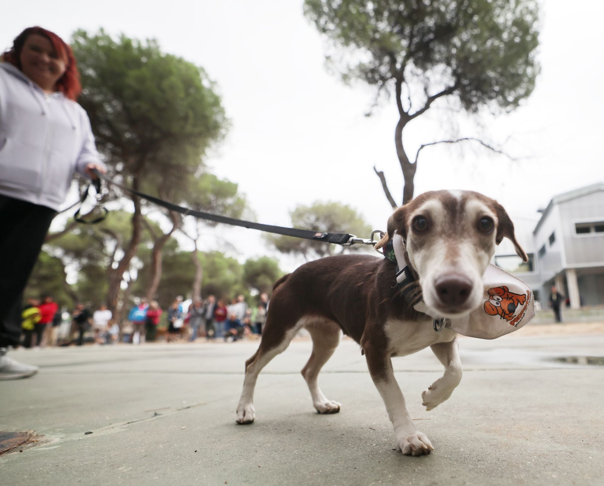 Las protectoras de animales de Valladolid organizan un desfile de perros