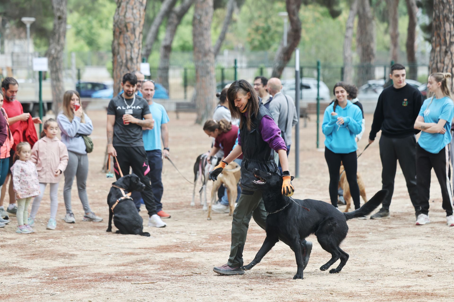 Las protectoras de animales de Valladolid organizan un desfile de perros