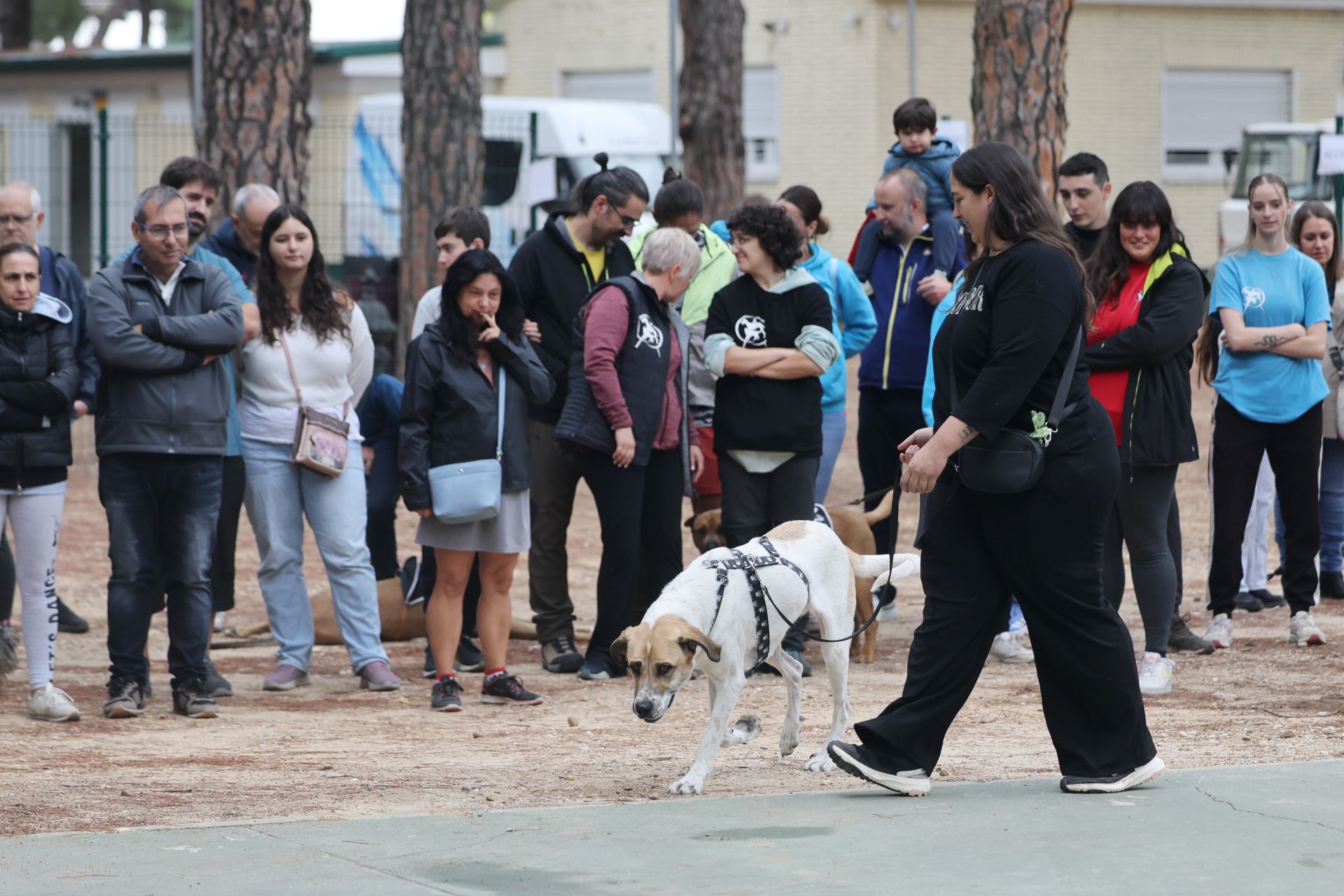 Las protectoras de animales de Valladolid organizan un desfile de perros