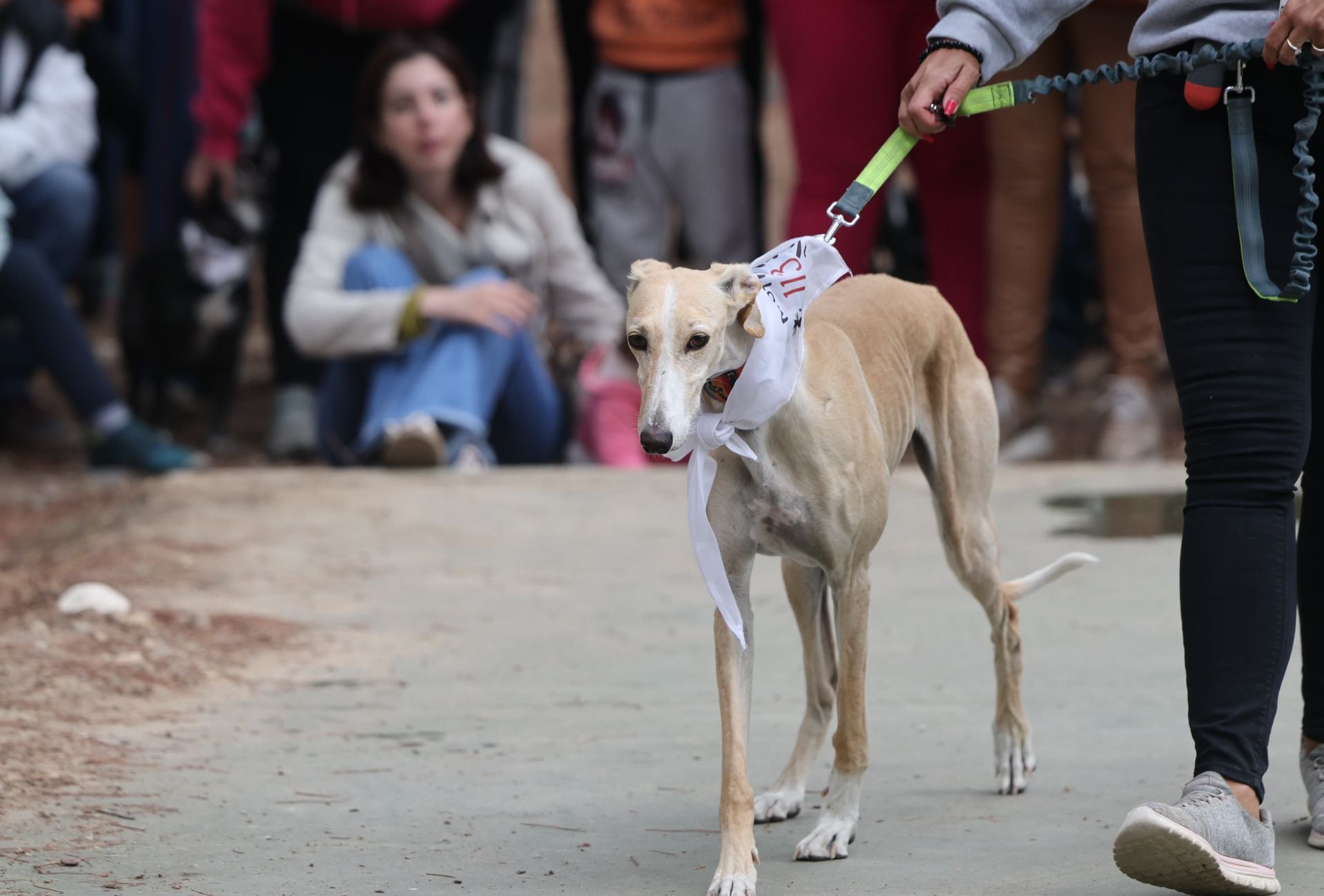 Las protectoras de animales de Valladolid organizan un desfile de perros