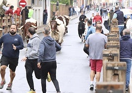 Las imágenes del encierro del domingo en las fiestas de Íscar