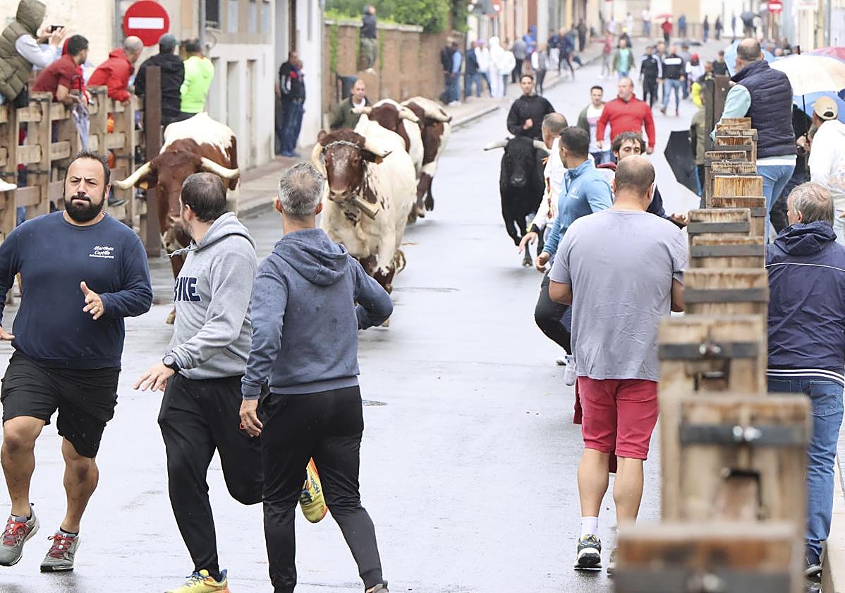 Las imágenes del encierro del domingo en las fiestas de Íscar