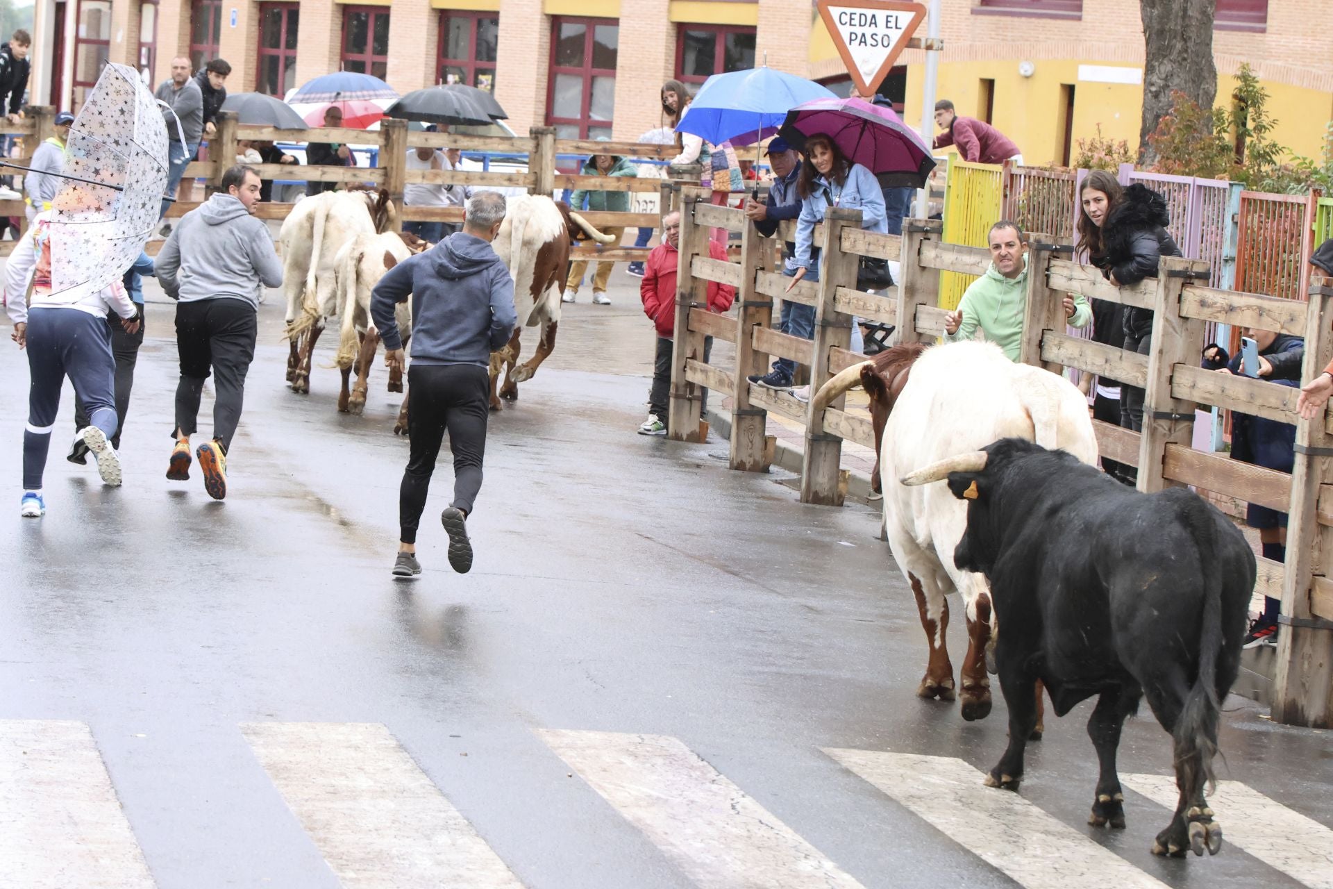 Las imágenes del encierro del domingo en las fiestas de Íscar