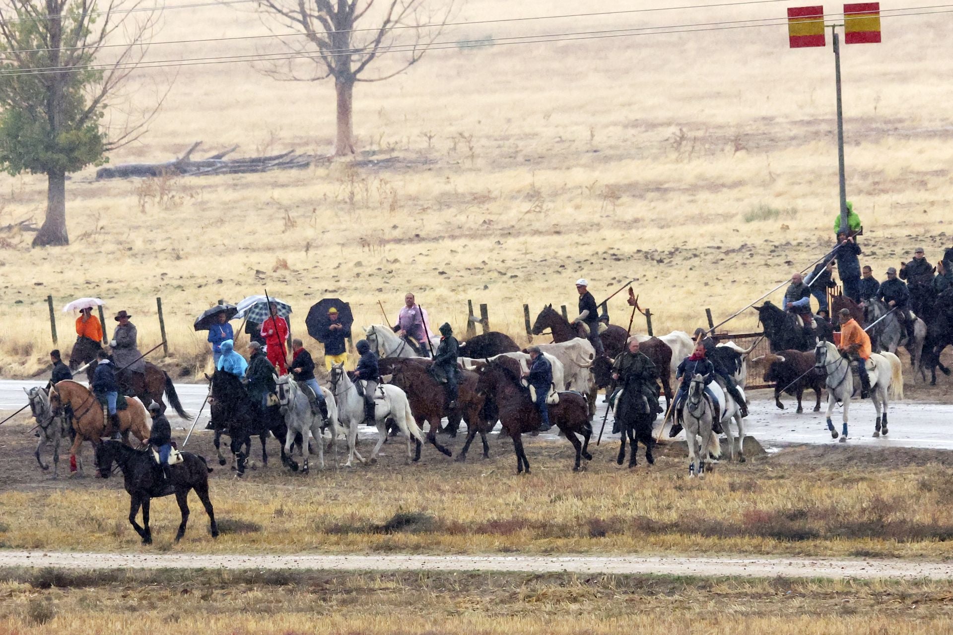 Encierro del domingo en las fiestas de Olmedo