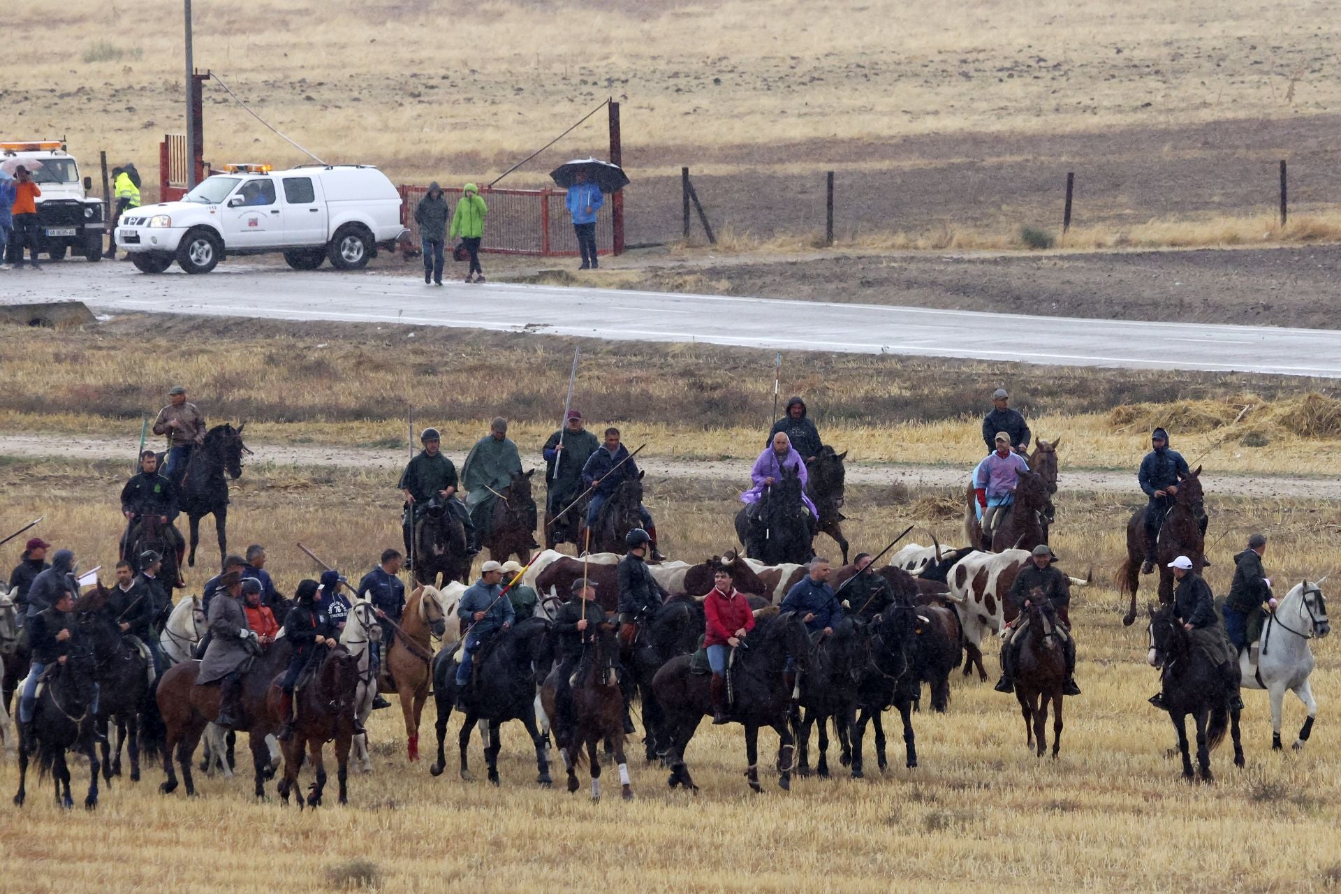 Encierro del domingo en las fiestas de Olmedo