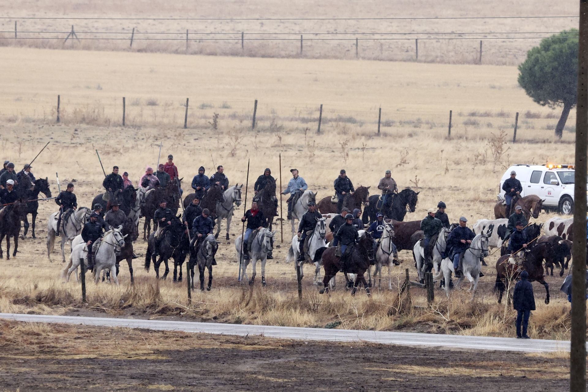 Encierro del domingo en las fiestas de Olmedo
