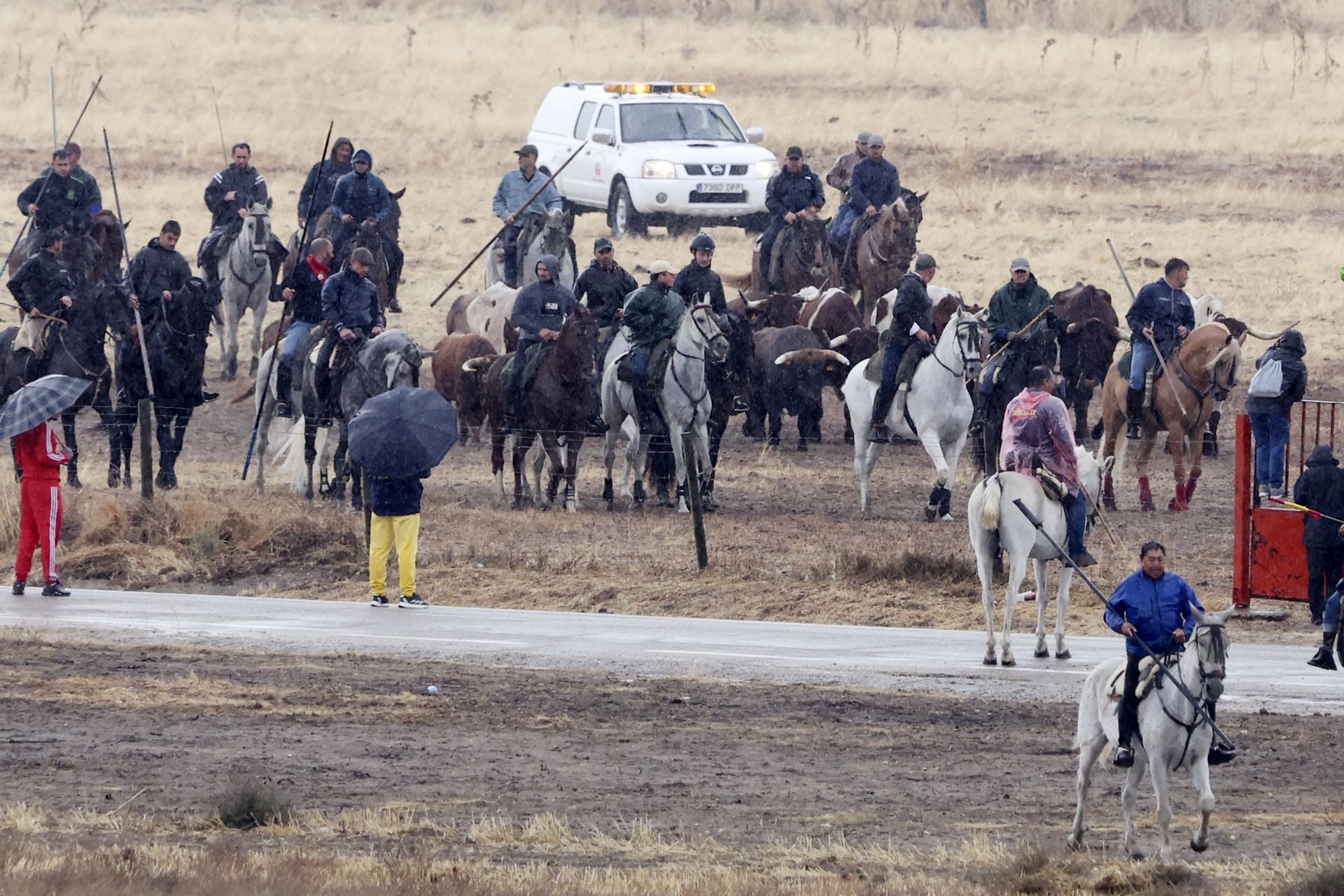 Encierro del domingo en las fiestas de Olmedo