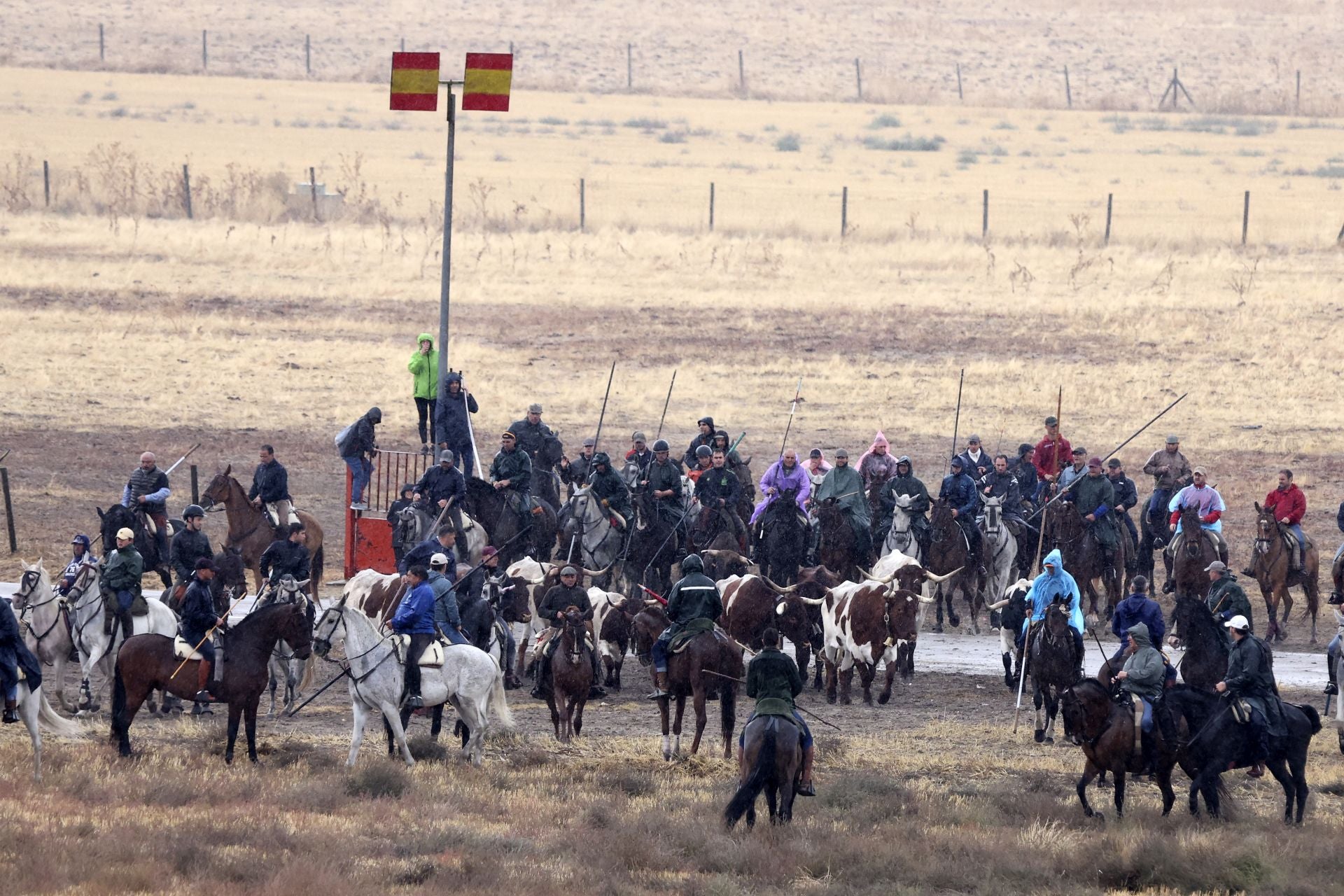 Encierro del domingo en las fiestas de Olmedo