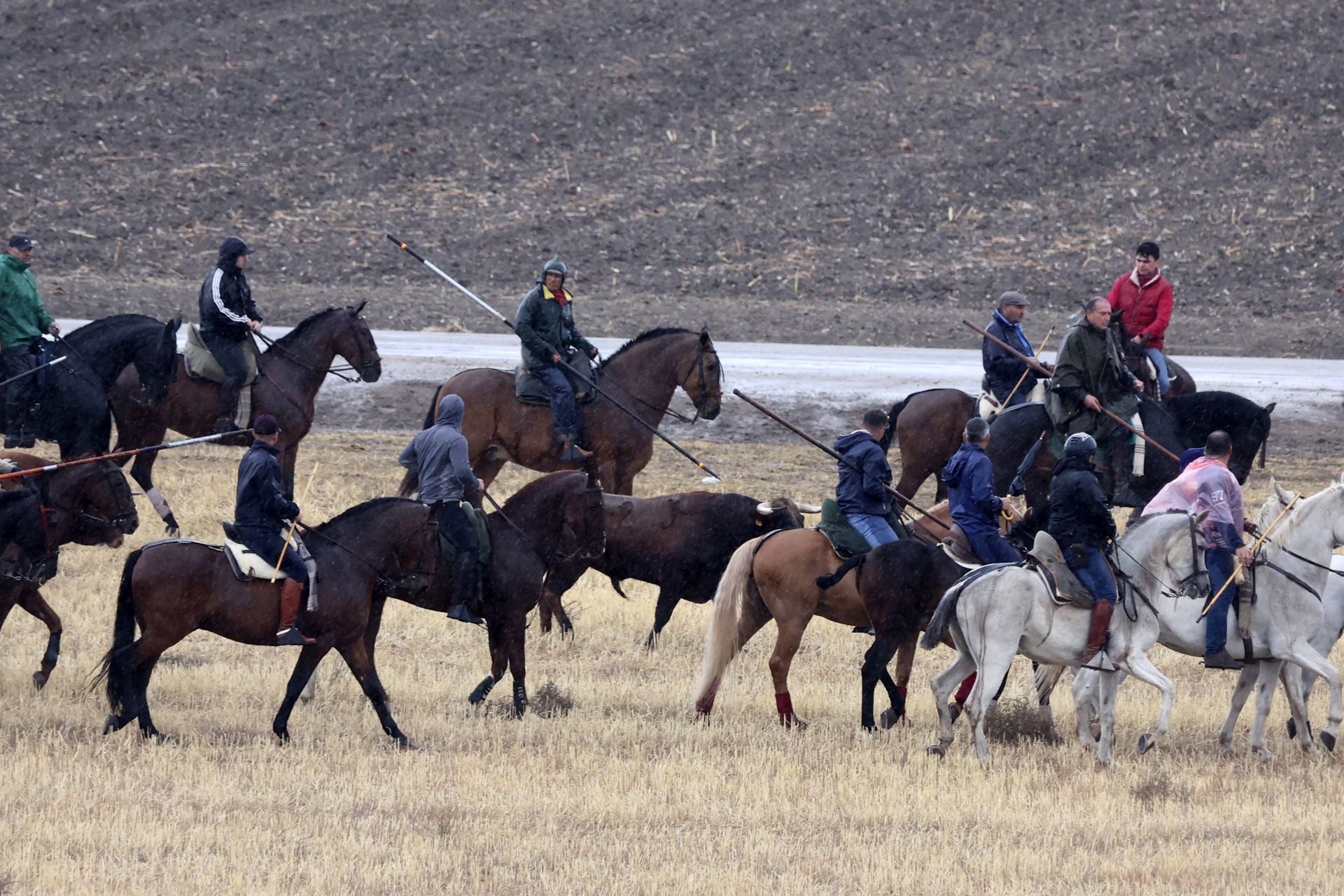 Encierro del domingo en las fiestas de Olmedo